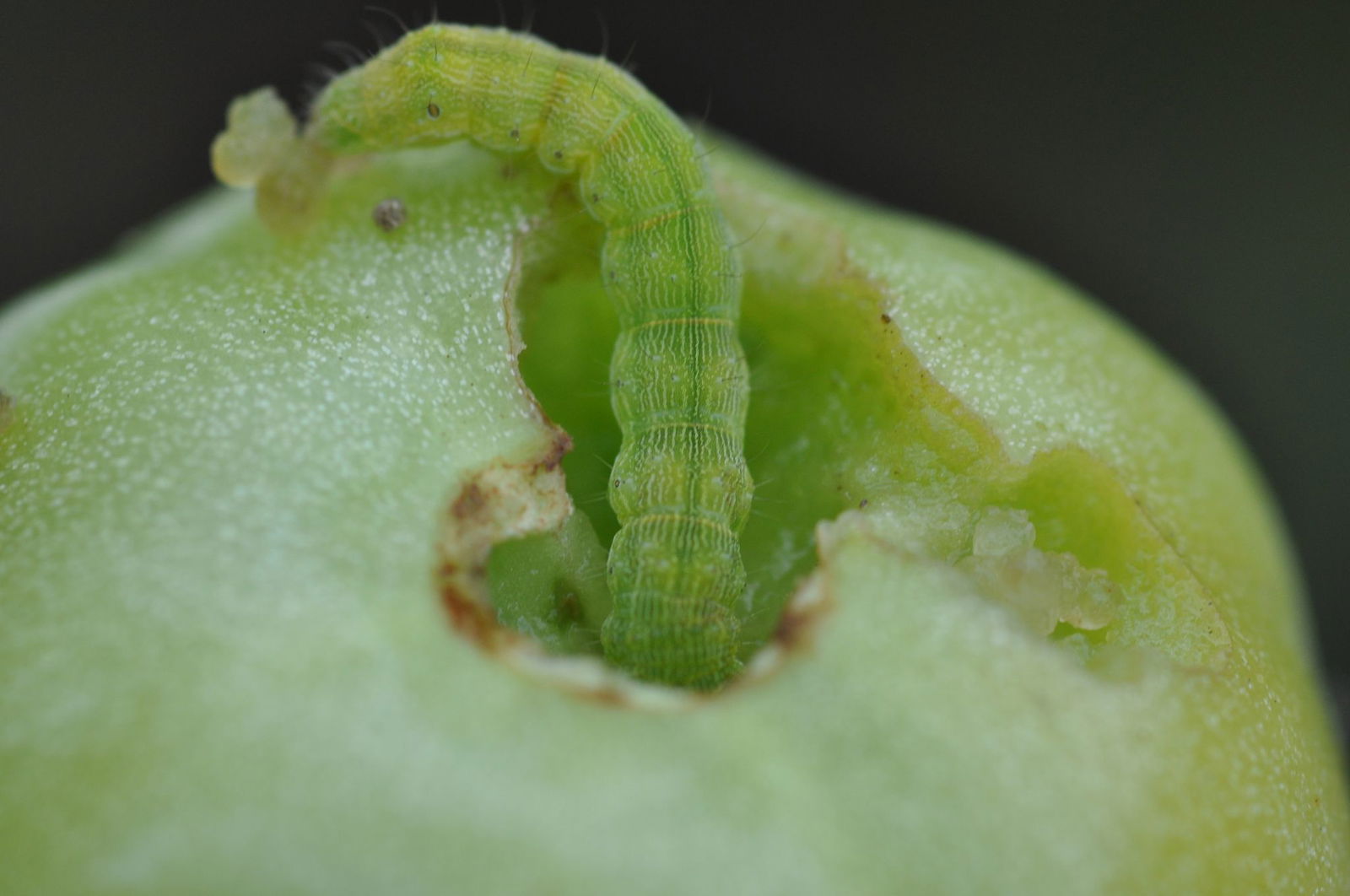 Die Baumwollkapseleule (Helicoverpa armigera) hat nach Experteneinschätzung extrem hohes Schadenspotenzial. 
