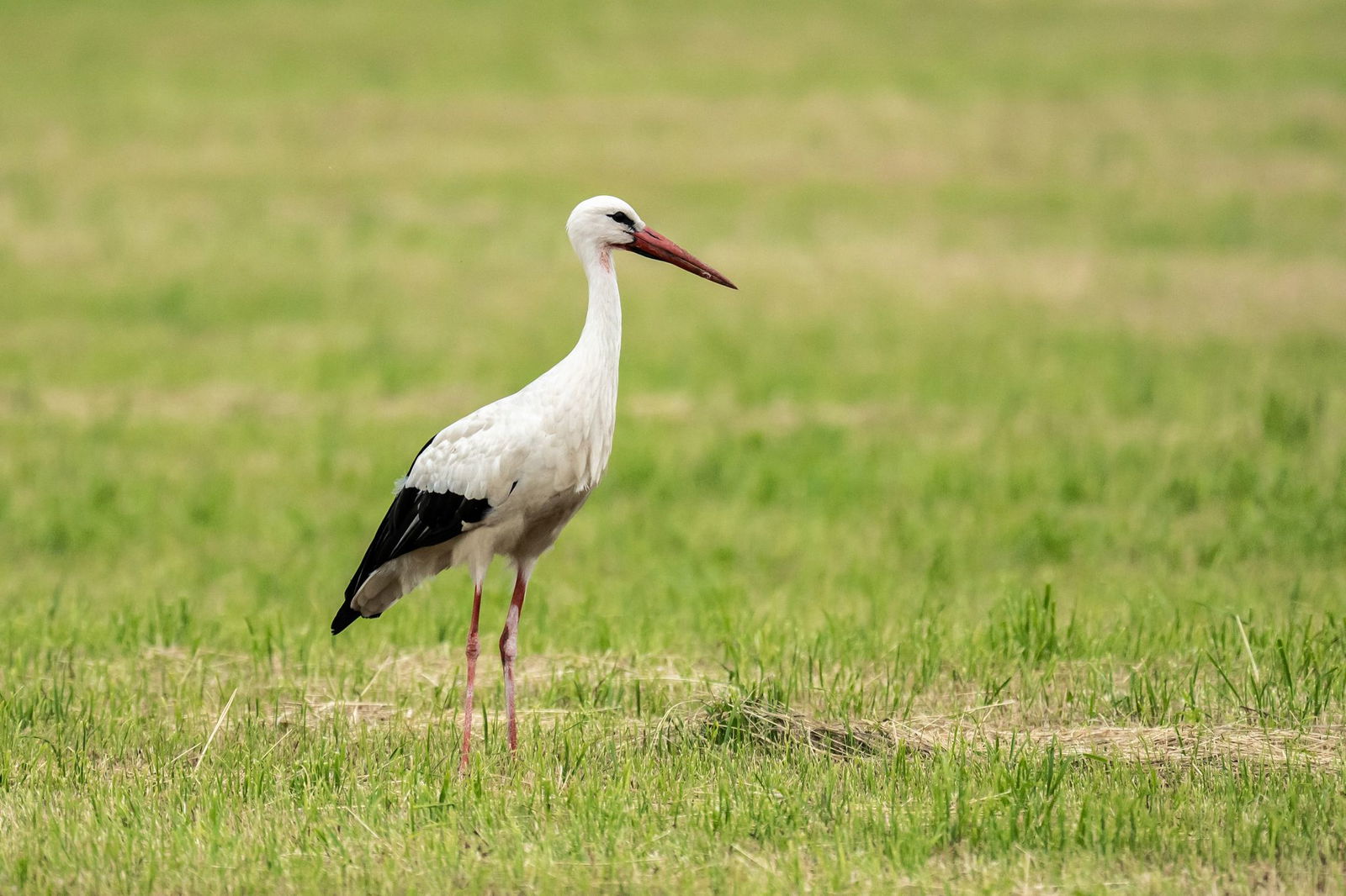 Die Polizei hat in Heidelberg einen unterernährten Storch eingefangen. (Symbolbild)