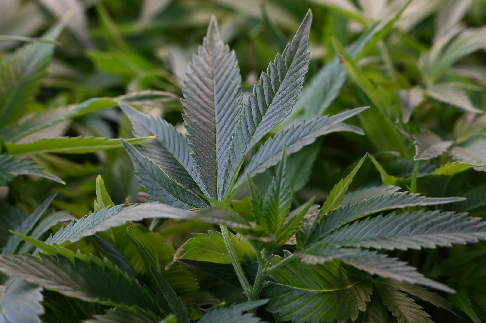 Tausende Marihuana-Pflanzen, mehrere Kilogramm abgepacktes Marihuana und technisches Equipment fanden die Ermittler bei den Durchsuchungen. (Symbolbild)