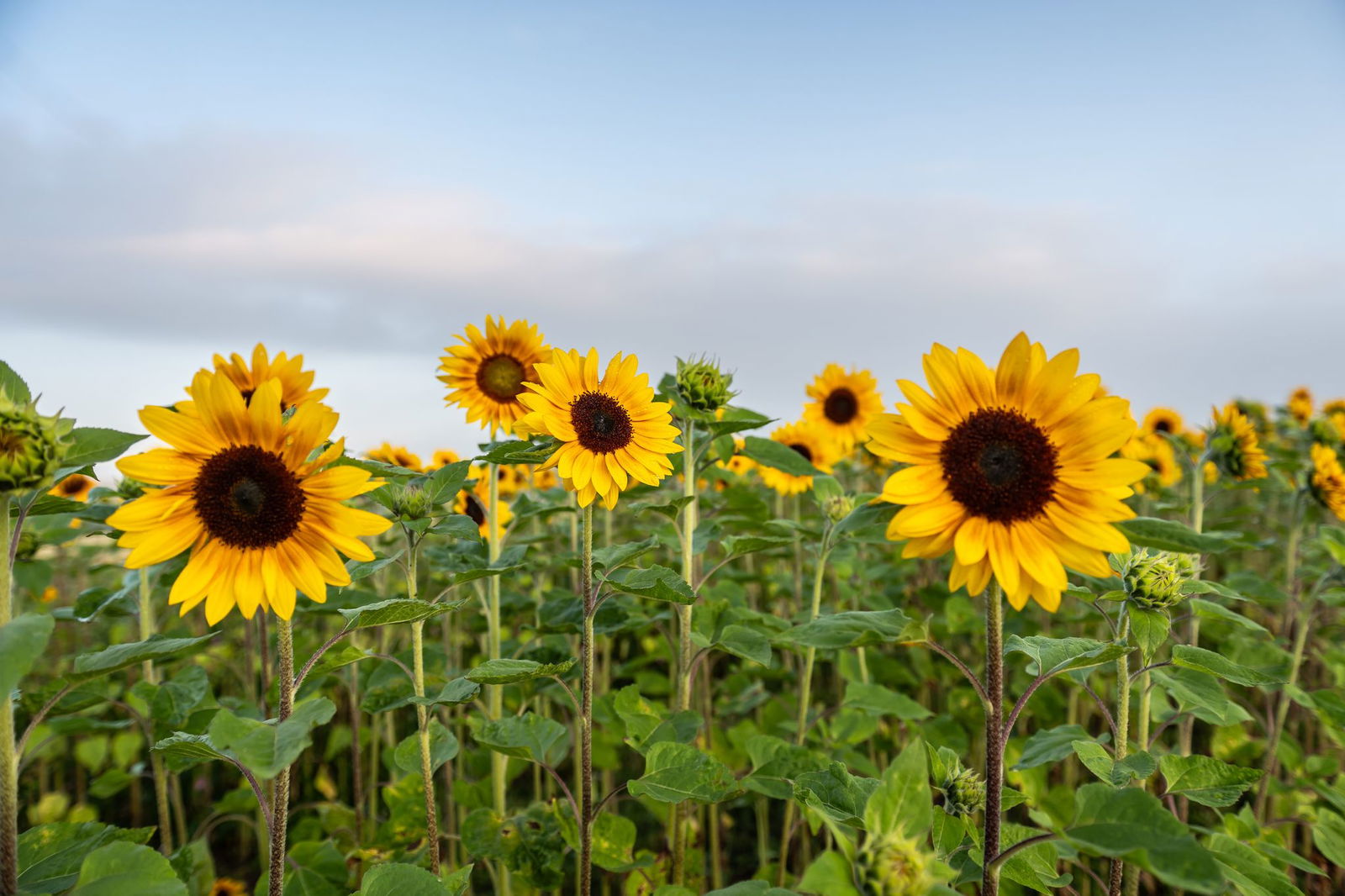 Die Meteorologen rechnen mit angenehmem Sommerwetter.