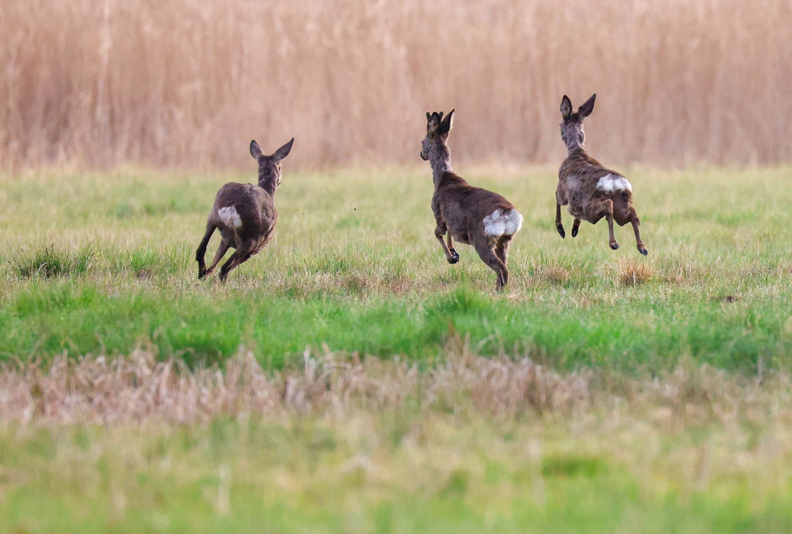 Welche Tiere geschossen werden, muss laut Landesjagdverband genau überlegt werden. (Archivbild)