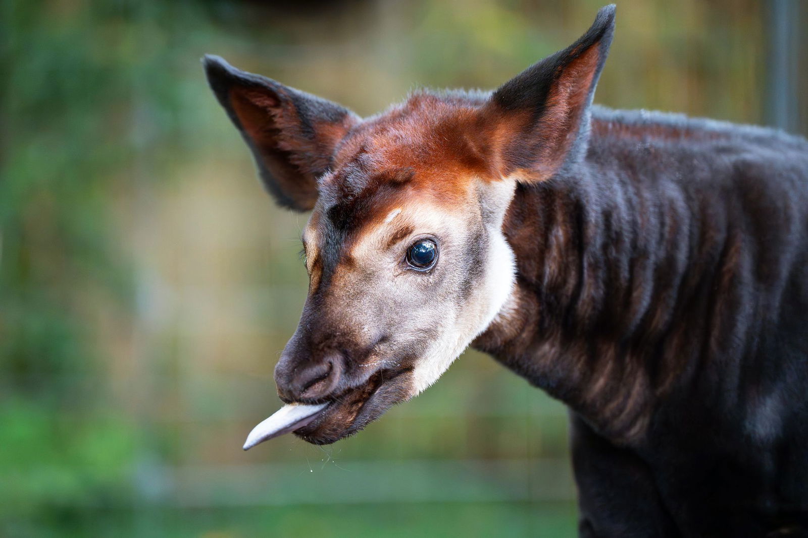 Mit dem Okapi-Kabl Makasi hat die Stuttgarter Wilhelma Nachwuchs einer gefährdeten Art.