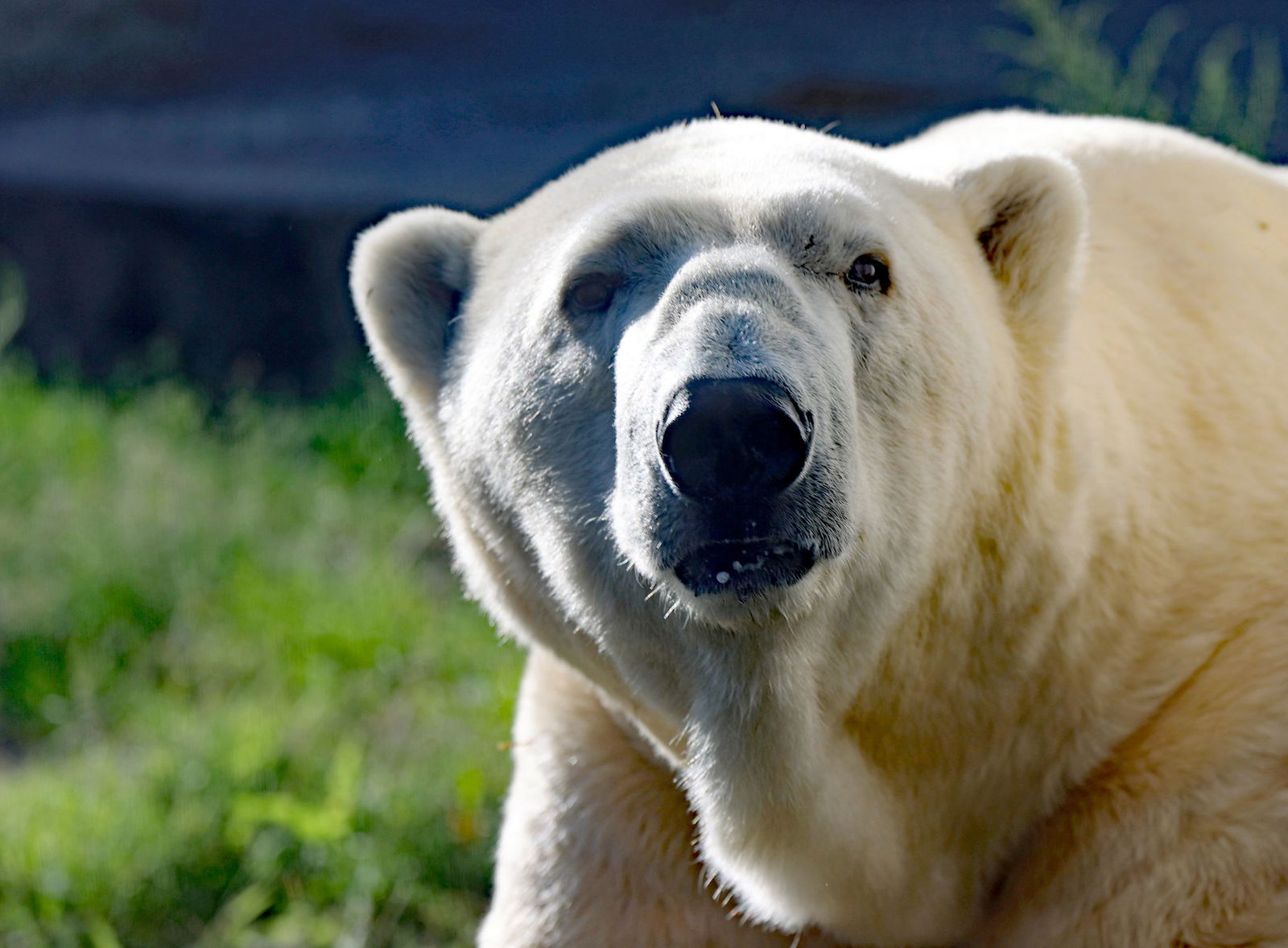Wegen seines immer schlechteren Gesundheitszustands wurde Kap eingeschläfert.
