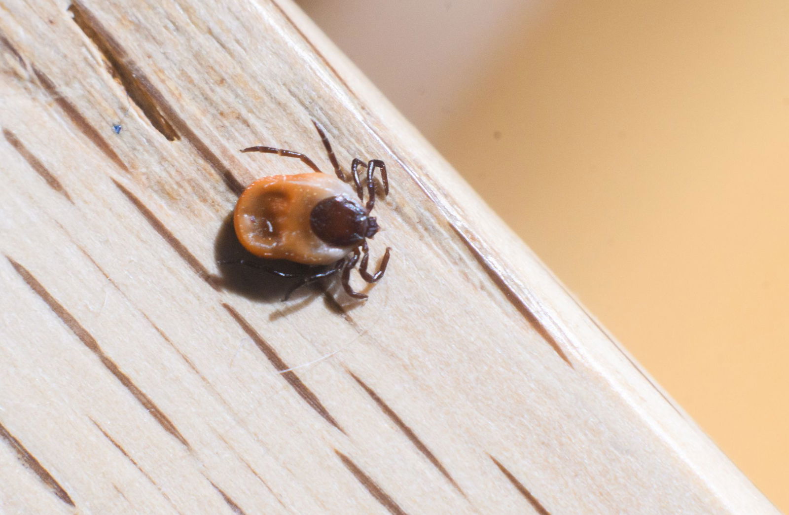 In diesem Jahr sind Zecken ungewöhnlich früh und auch in großer Zahl unterwegs. (Archivfoto)