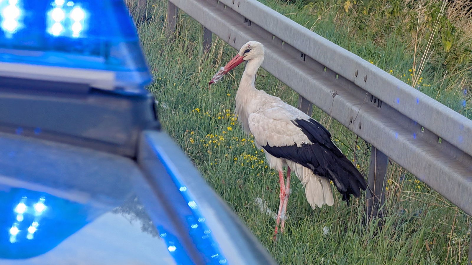 Der Storch wartet neben dem Polizeiauto. 