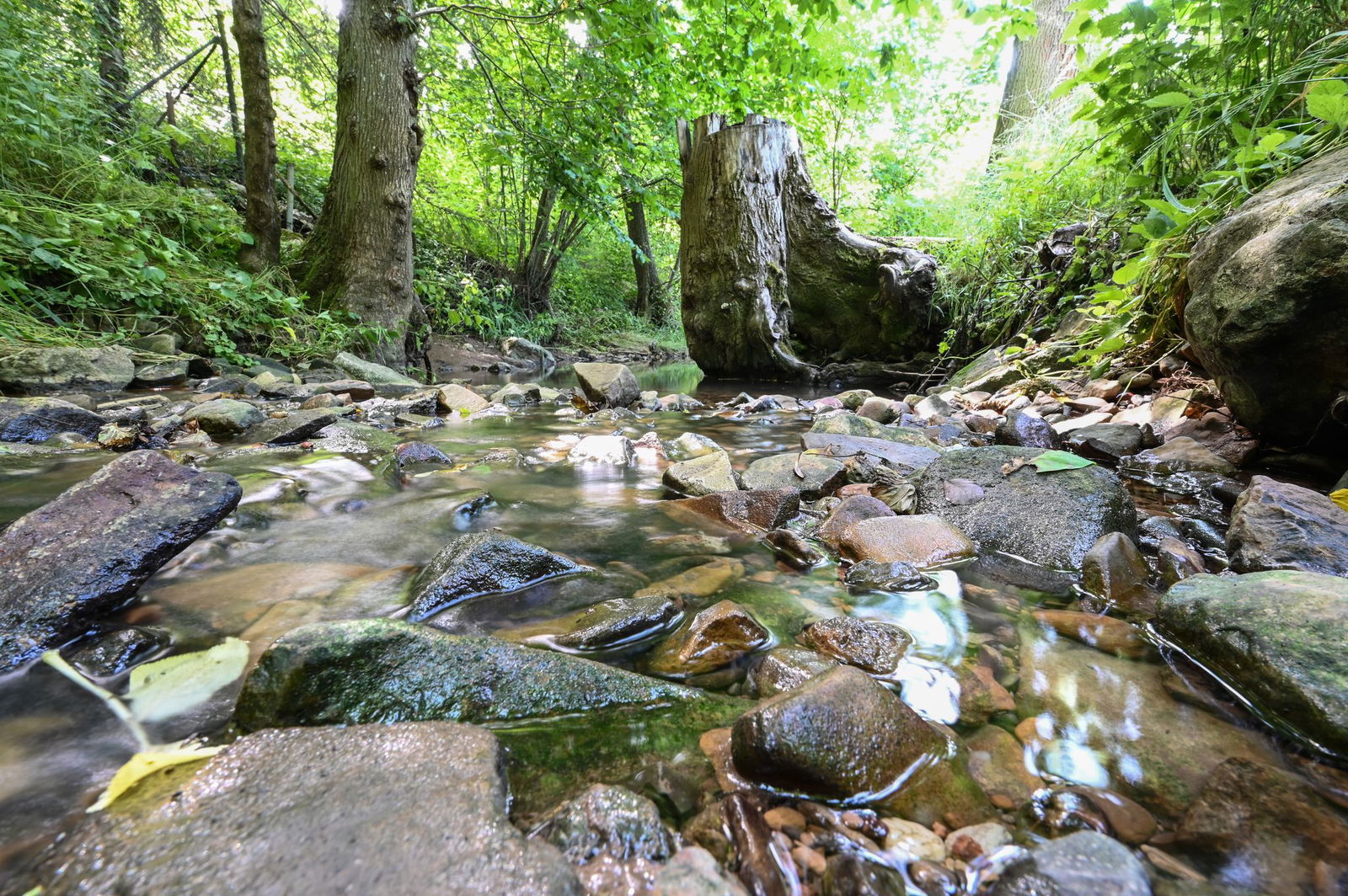 Wegen der extremen Hitze steigen die Wassertemperaturen und bedrohen dort lebende Tiere. (Archivbild)
