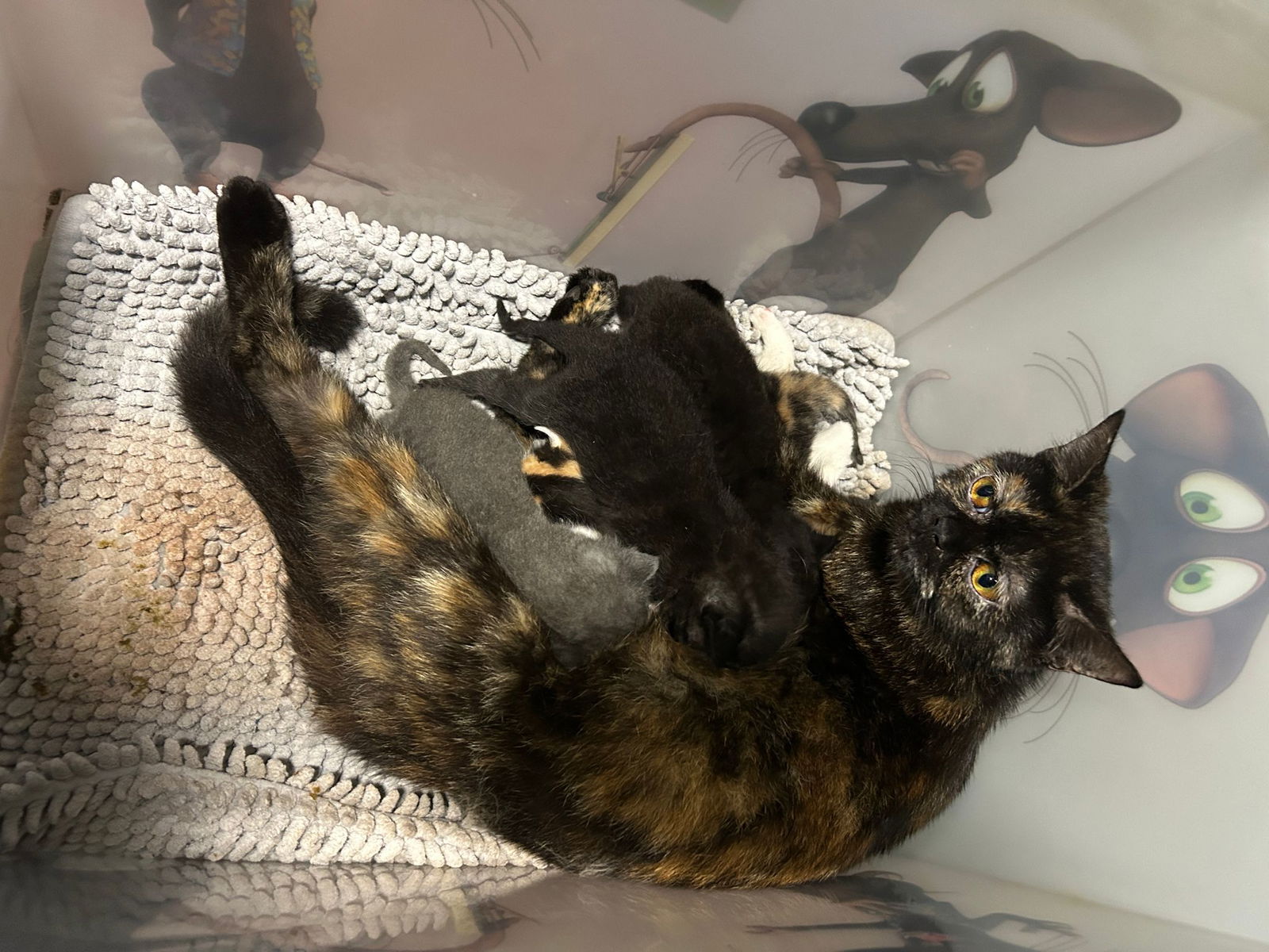 Eine Katzenfamilie wurde in einer Kiste ausgesetzt. (Handout)