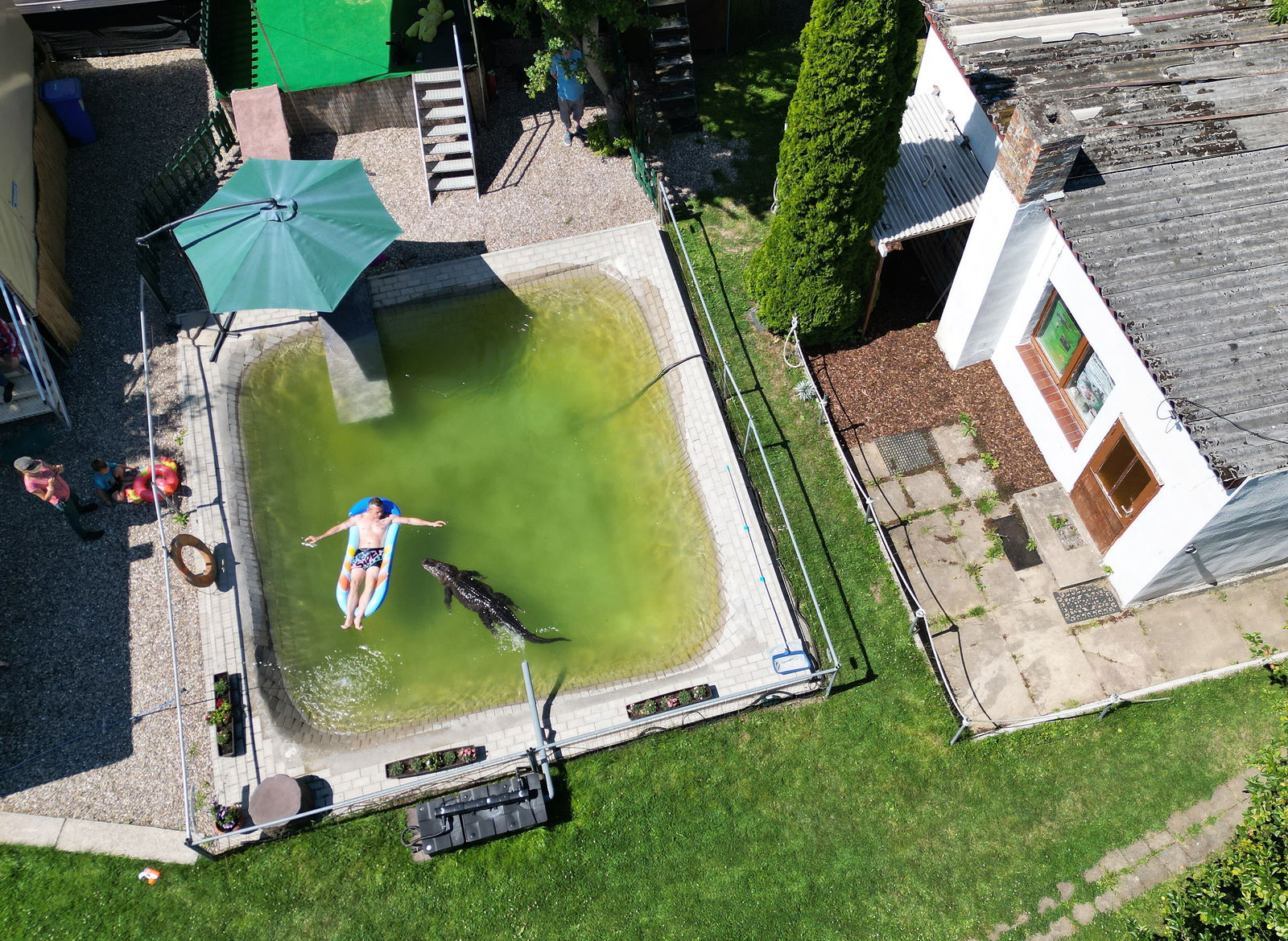 Familie Kaulis, lebt in Elmenhorst bei Grevesmühlen in Mecklenburg-Vorpommern - und hält einen Mississippi-Alligator namens Frau Meyer, der etwa 2,50 Meter lang und rund 45 Jahre alt ist. Das Tier lebt im Gartenpool der Familie und wird dort