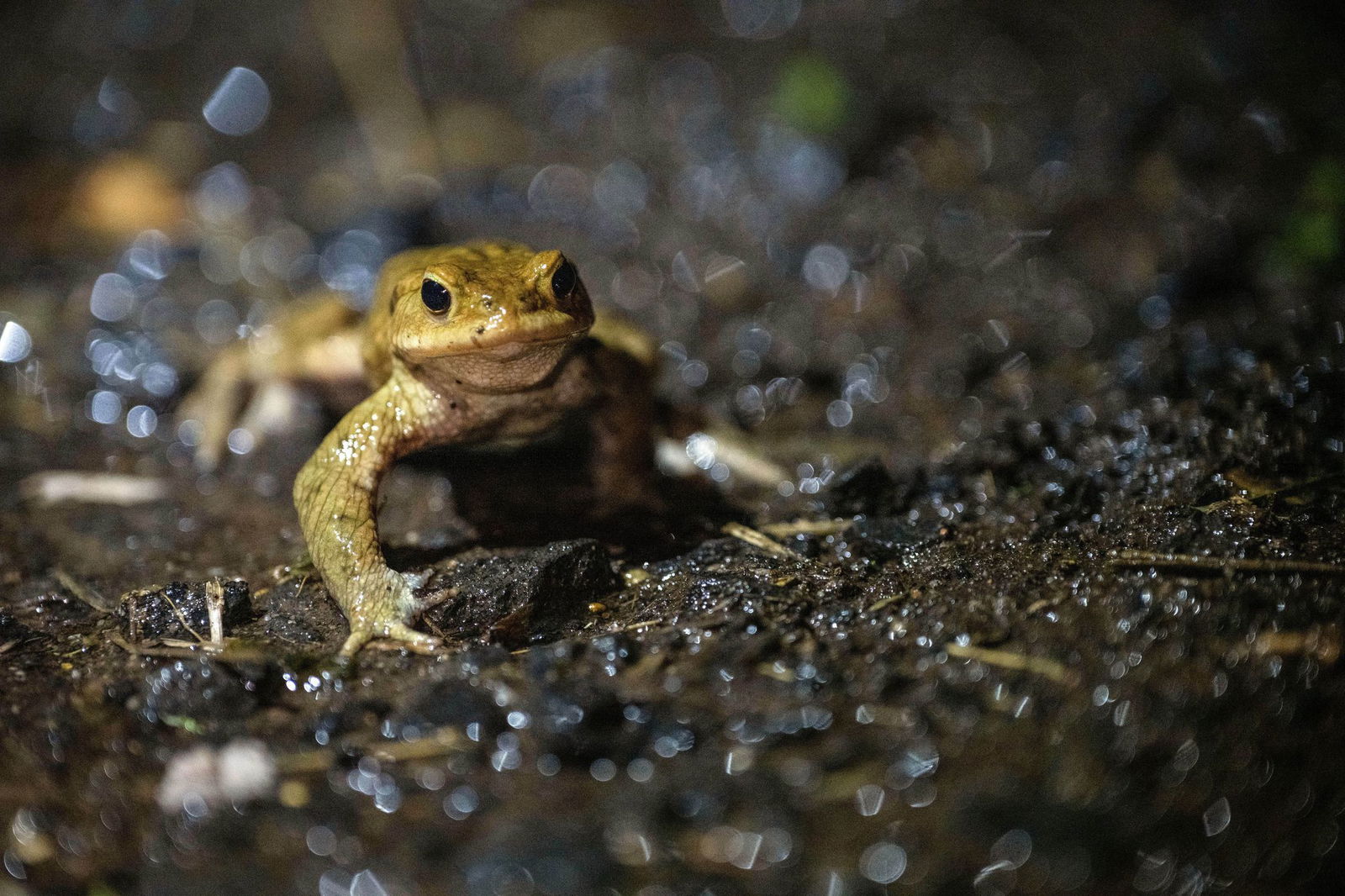 Erdkröten brauchen es feucht. (Archivbild)