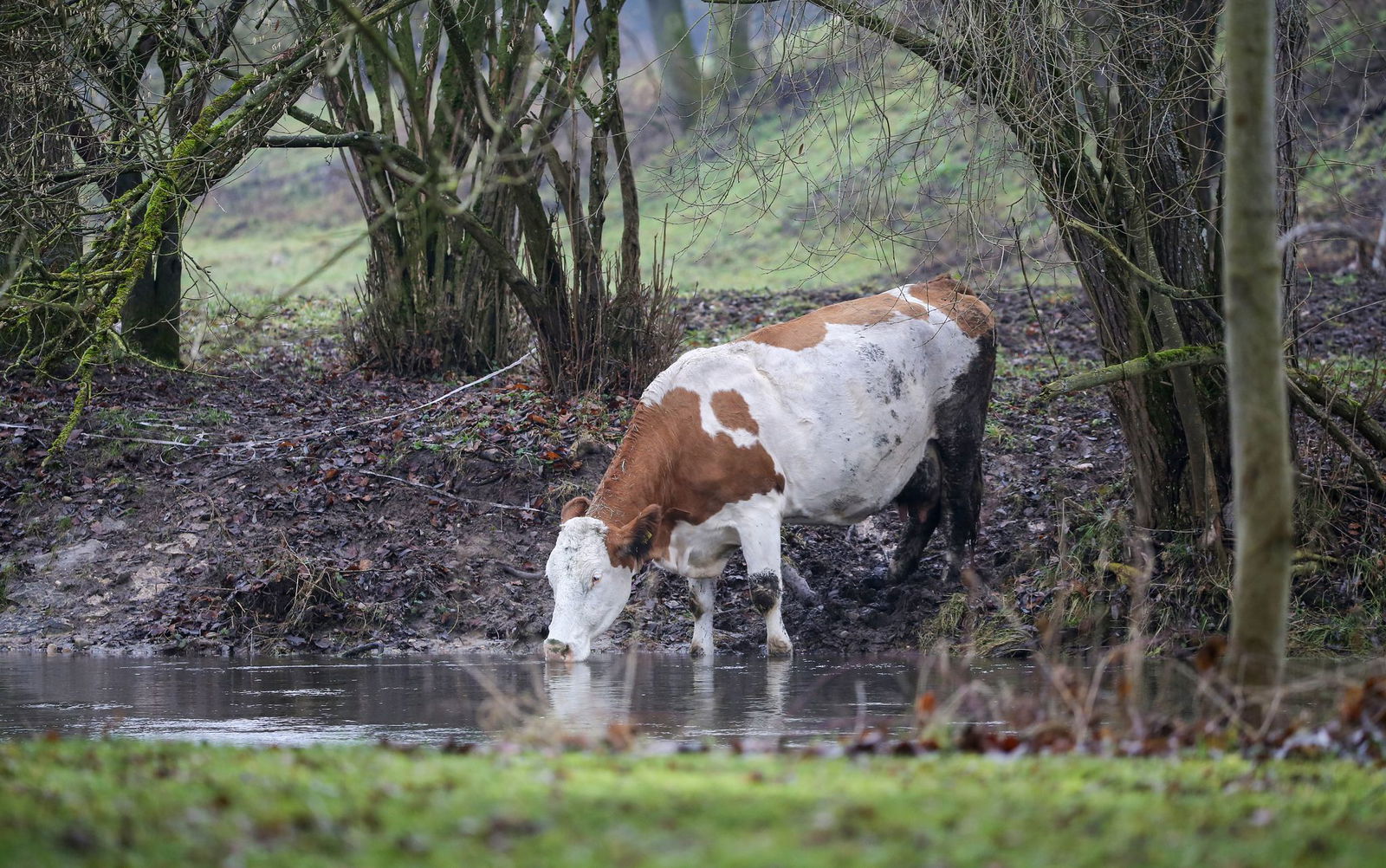 Der sogenannte Gemeingebrauch gestattet jedermann die Nutzung von Oberflächengewässern beispielsweise zum Tränken von Vieh. (Archivbild)