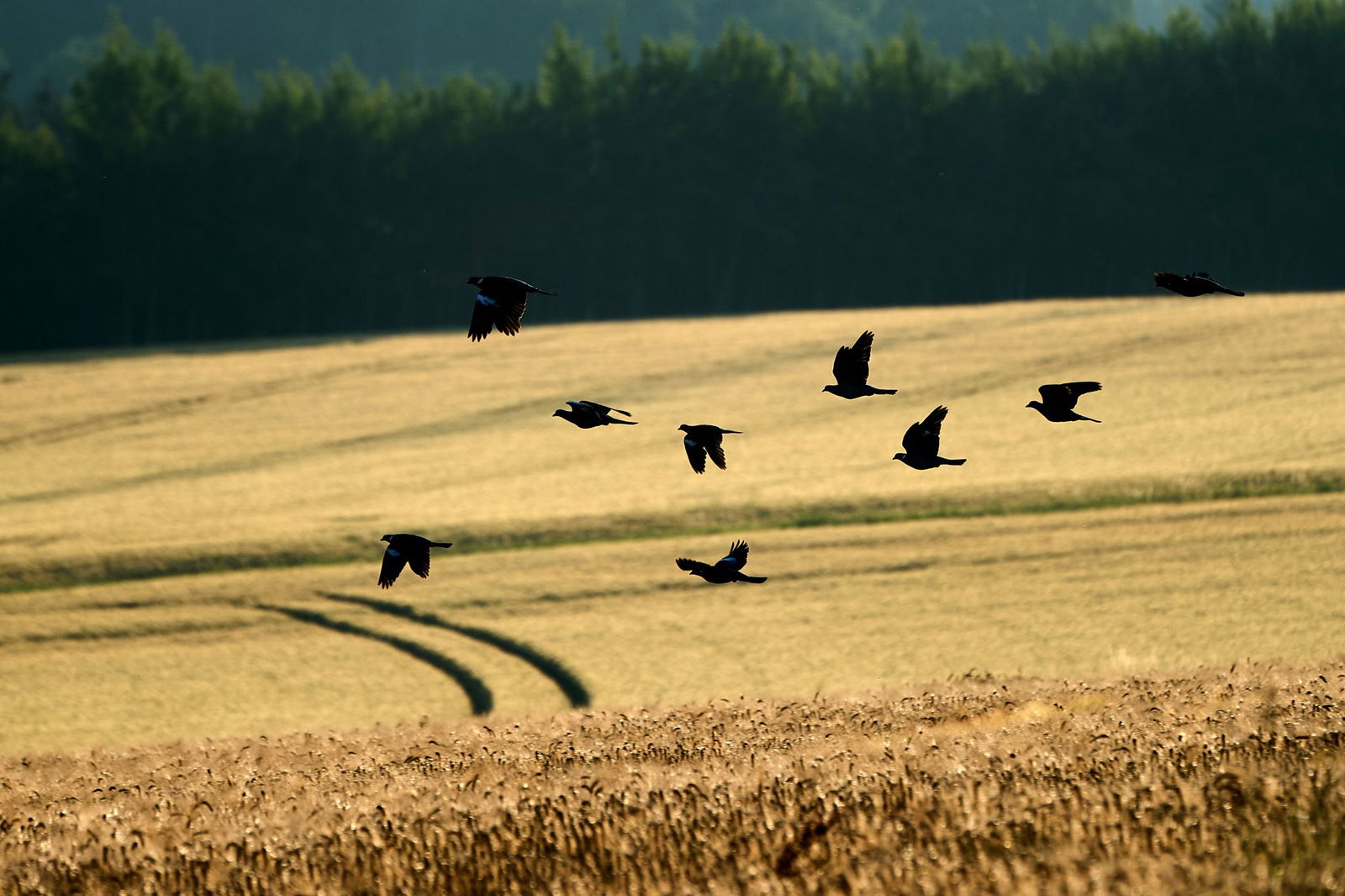Mit der Ernte ist der Verband zufrieden, mit den Preisen jedoch nicht. (Archivbild)