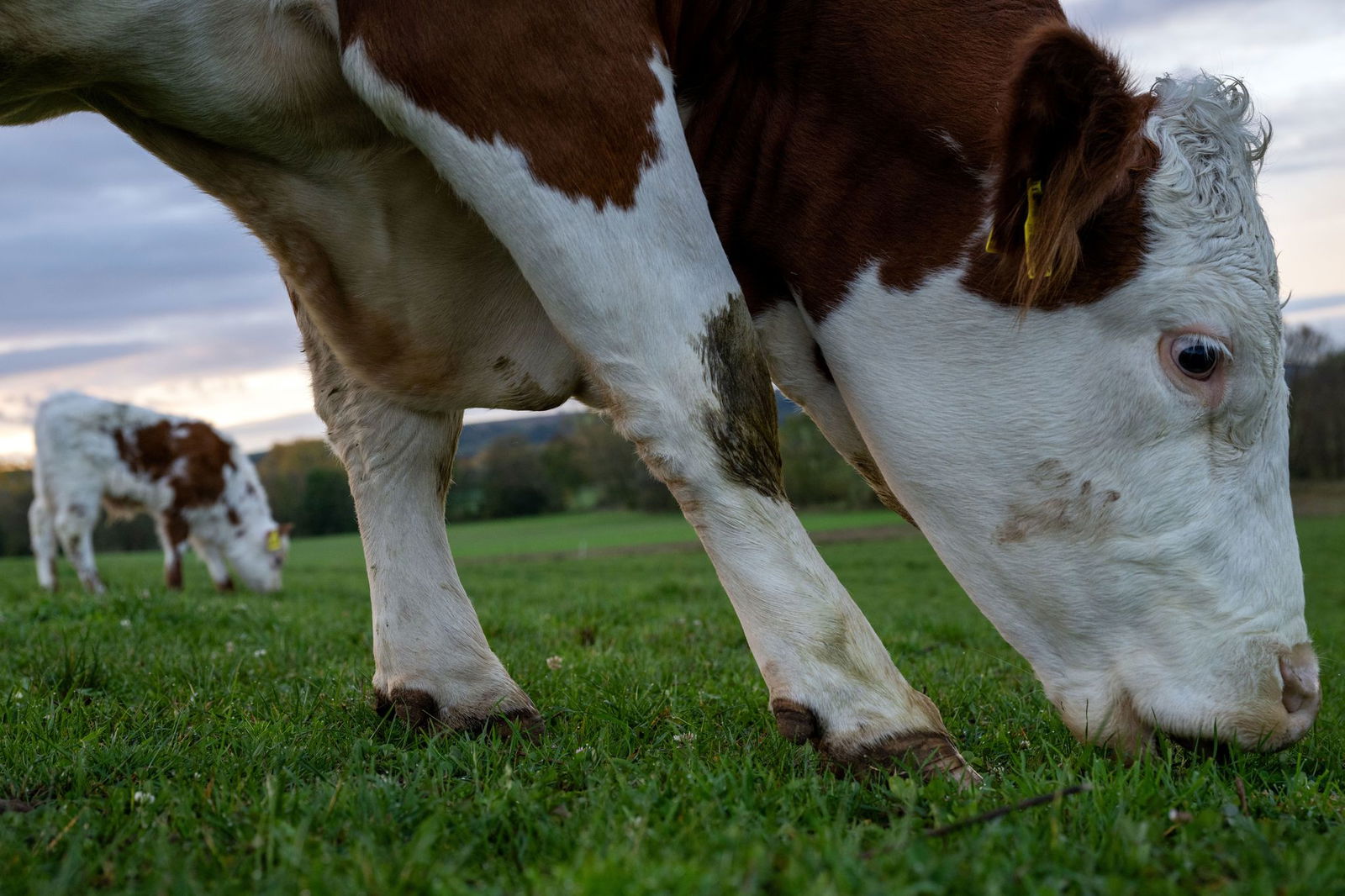Die Freiheit konnten die Rinder nur kurz genießen. Nach kurzer Zeit ging es zurück auf den Hof. (Symbolbild)