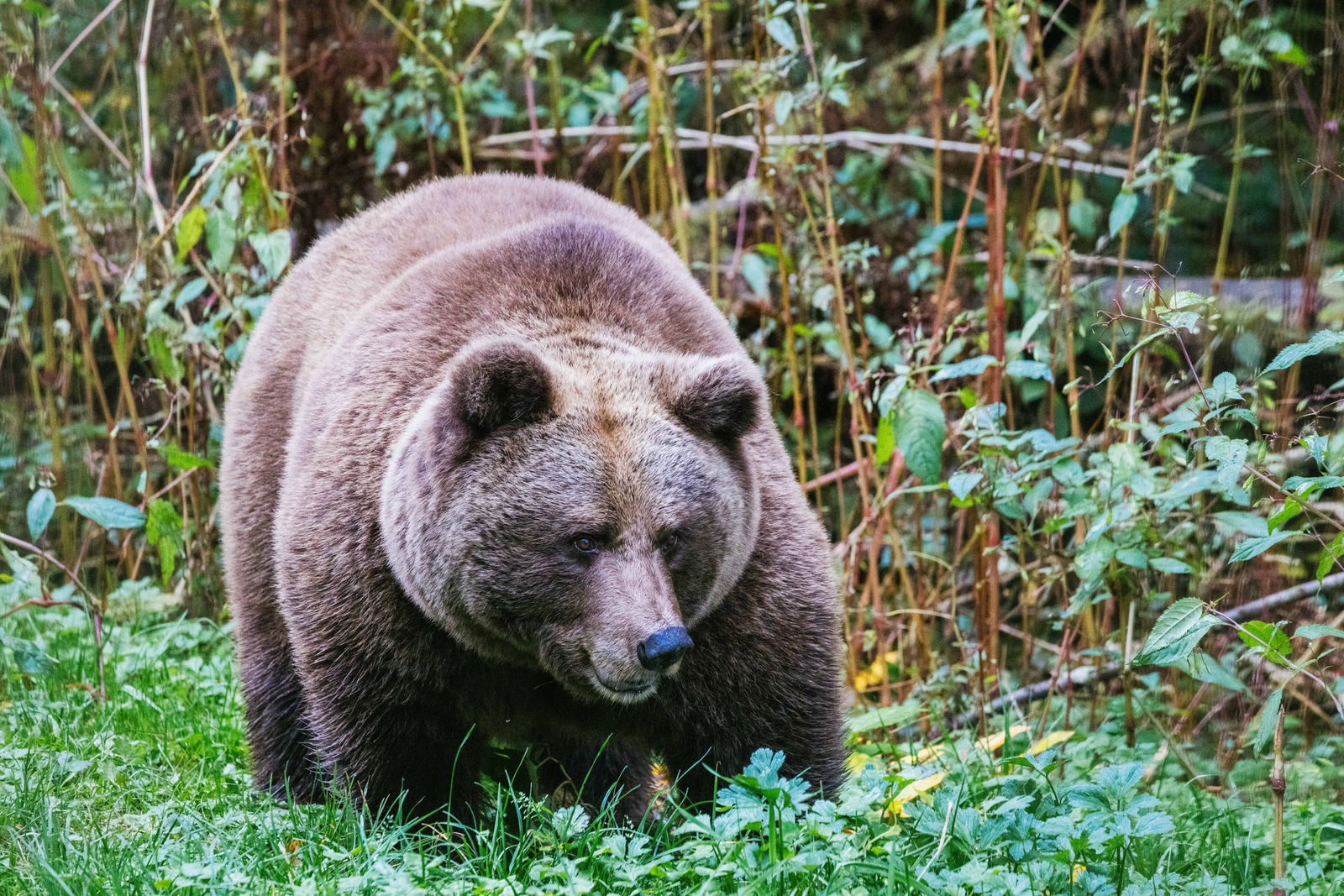 Im "Alternativen Wolf- und Bärenpark Schwarzwald" steht eine Bärin. Hier soll künftig auch die Bärin Gaia zuhause sein.