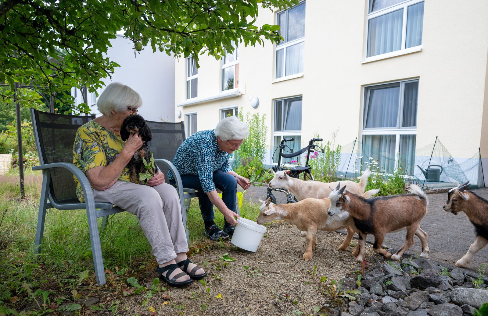 Die jungen Ziegen sind erst vier Monate alt und noch ein wenig scheu. (Archivbild)