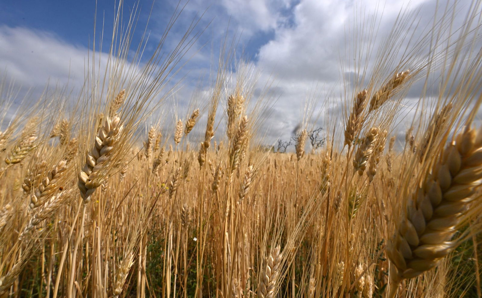 Trotz teils zu viel Nässe und einer Trockenperiode ist die Ernte besser als im Vorjahr.