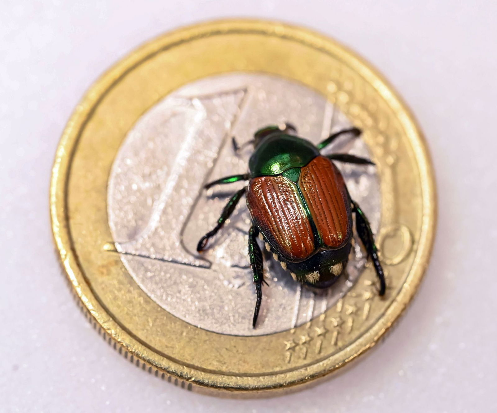 Seit Anfang Juli wurden in Südbaden elf Exemplare des gefräßigen Japankäfers gefunden. (Archivbild)