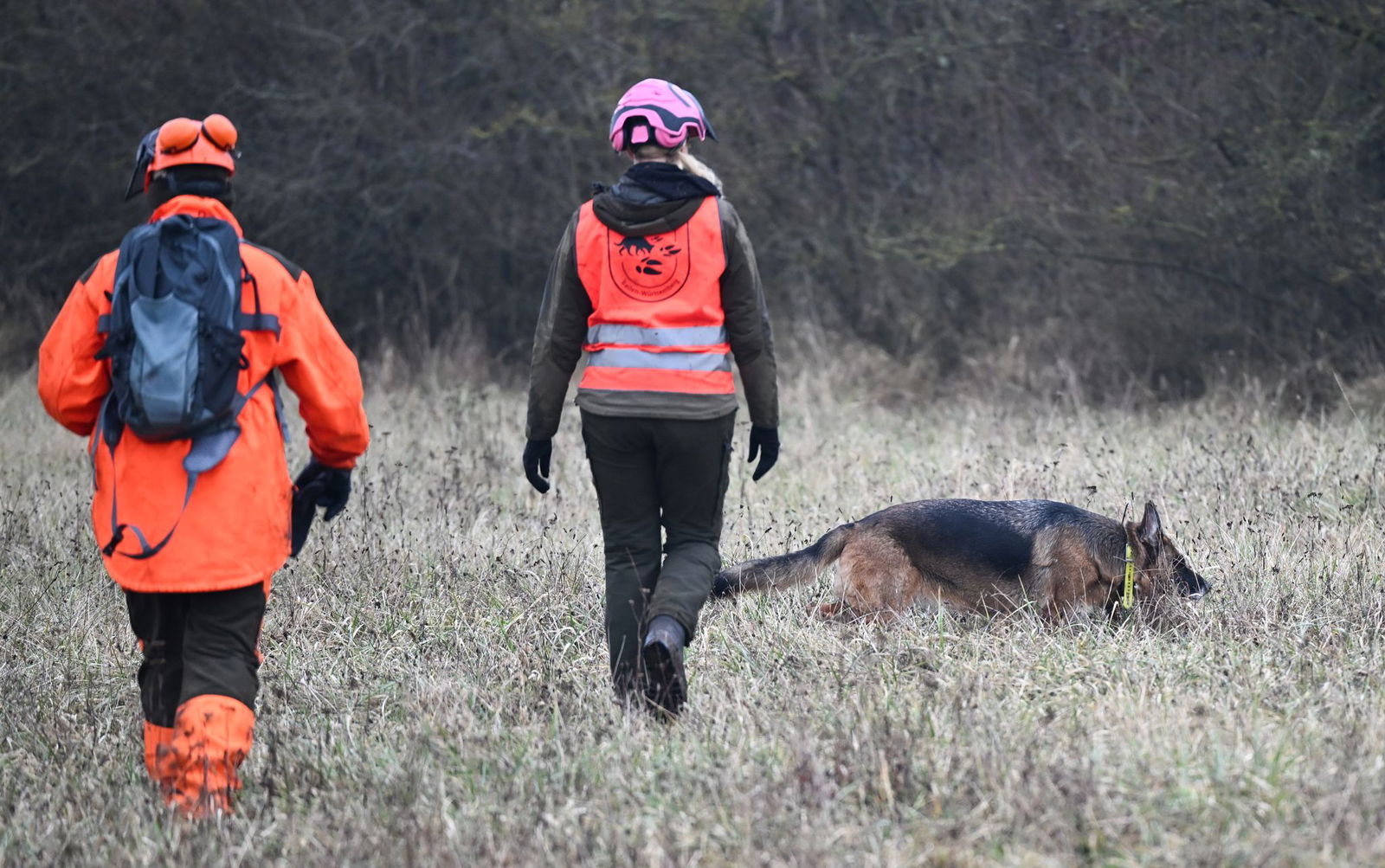 Mit speziell ausgebildeten Hunden wird nach Wildschweinkadavern gesucht. (Archivbild)