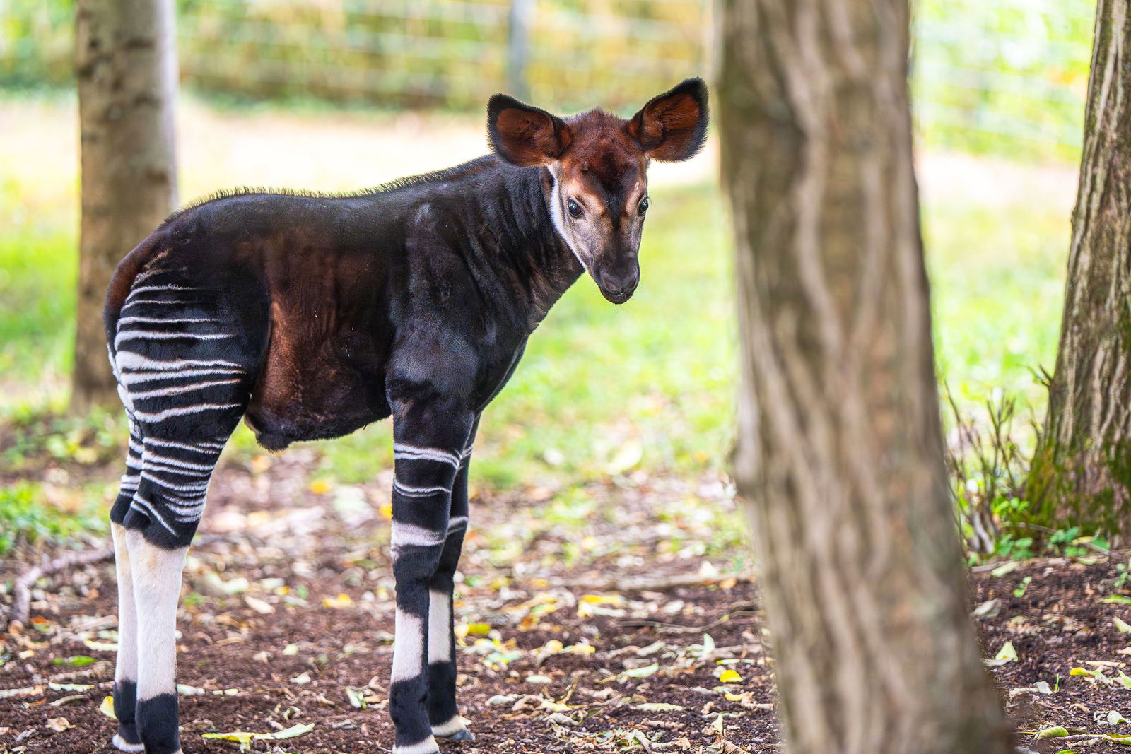 Das Okapi-Kalb Makasi ist jetzt in der Außenanlage der Wilhelma unterwegs.