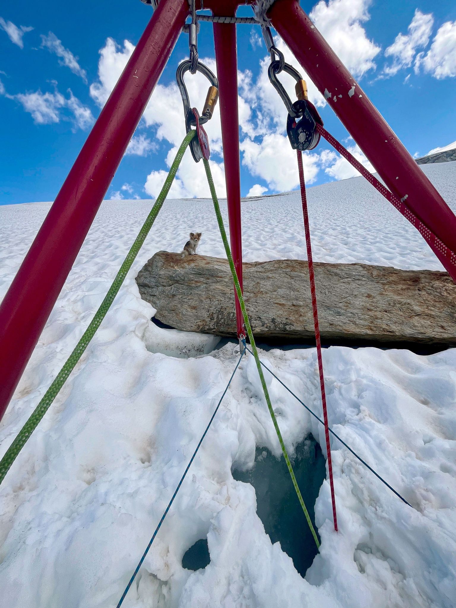 Ein Chihuahua hilft Rettern bei der Bergung seines Herrchens aus einer Gletscherspalte