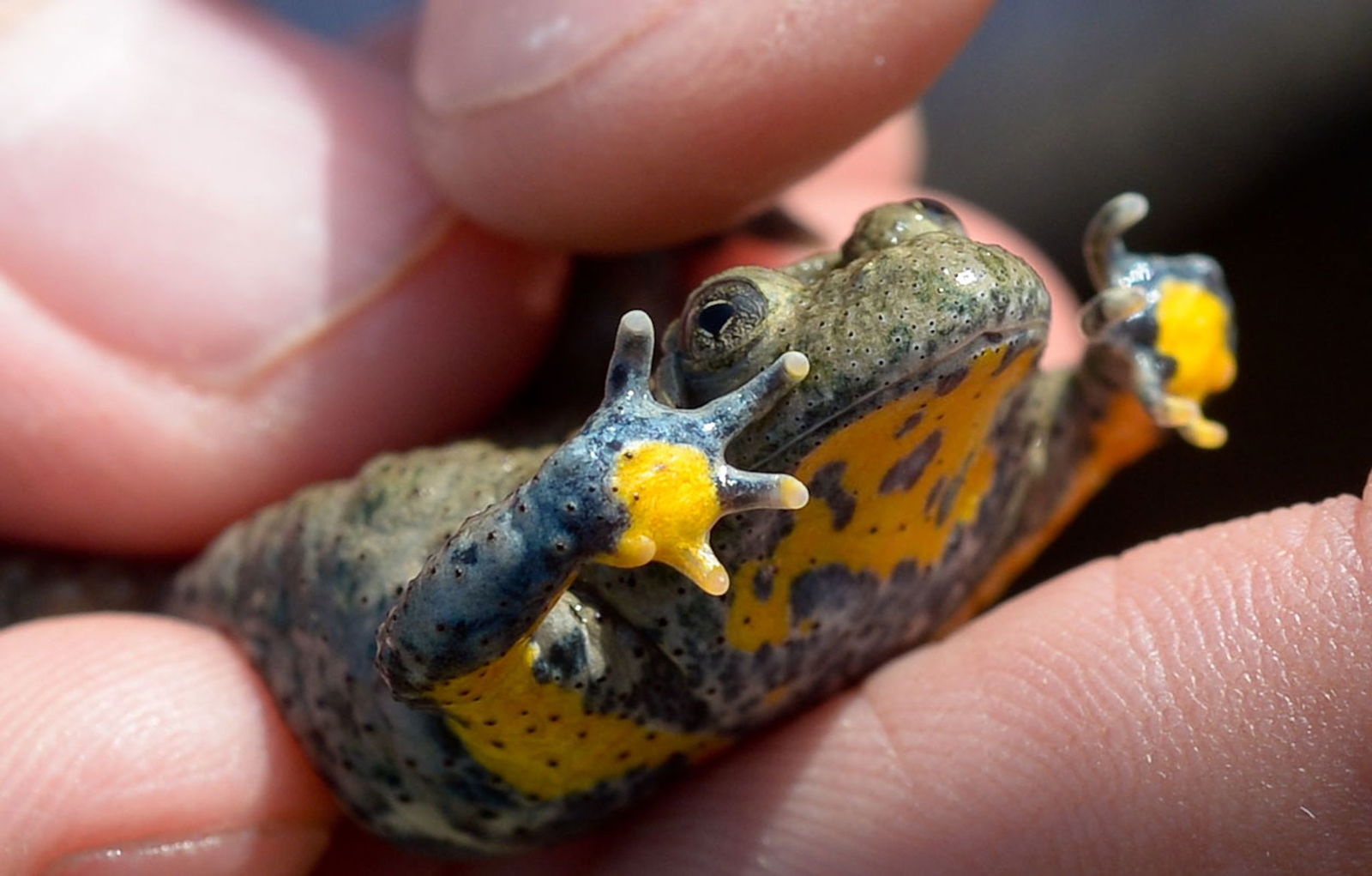 Die Kaulquappen der Gelbbauchunke überleben in Pfützen. (Archivbild)