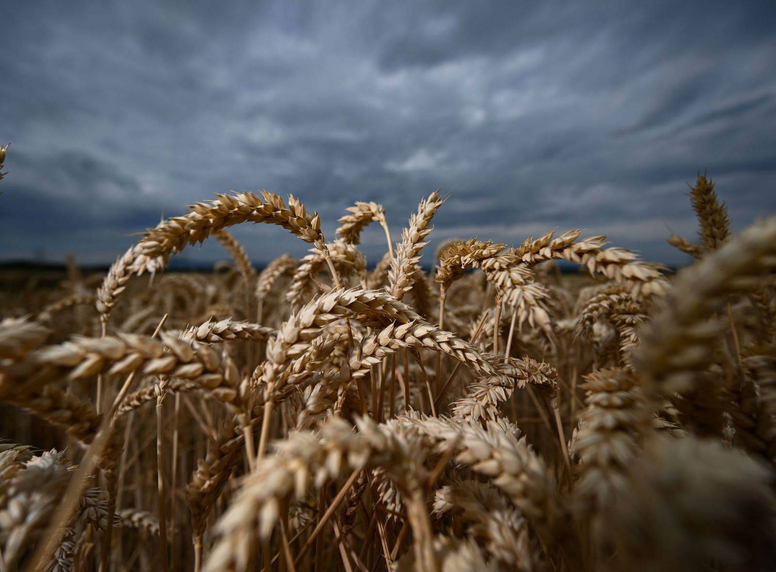 Trotz guter Getreideernte ist die Stimmung bei den Landwirten nicht gut. (Archivbild)