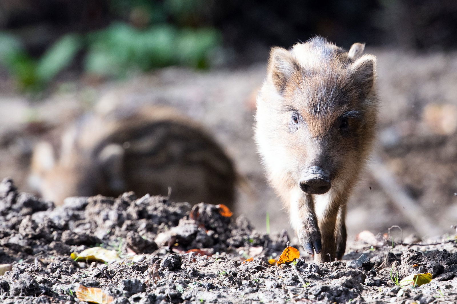Das Tier wurde wieder in die Freiheit entlassen. (Archivbild)