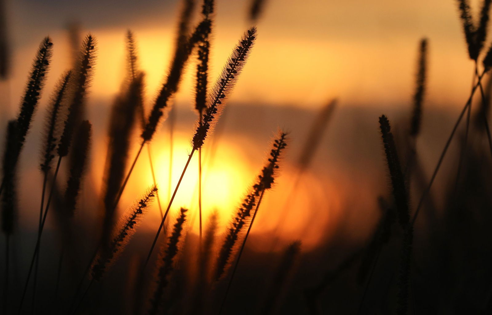 Für Ausflügler wird das Wetter in den kommenden Tagen schön - für Allergiker aber weniger: Die Belastung mit Gräserpollen steigt wieder an. (Symbolbild)