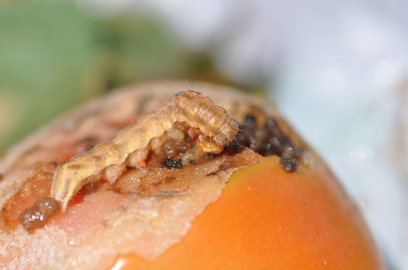  Auch in Süddeutschland richtet der Faklter schon Schäden an. 