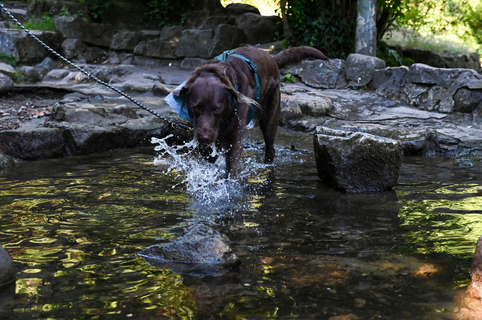 Auch Tiere brauchen Abkühlung.
