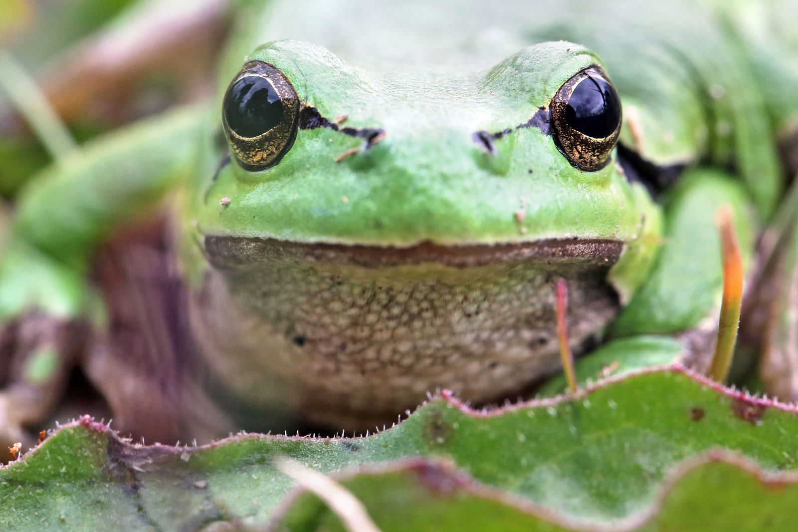In Kißlegg wurden Laubfrösche ausgesetzt (Symbolbild)