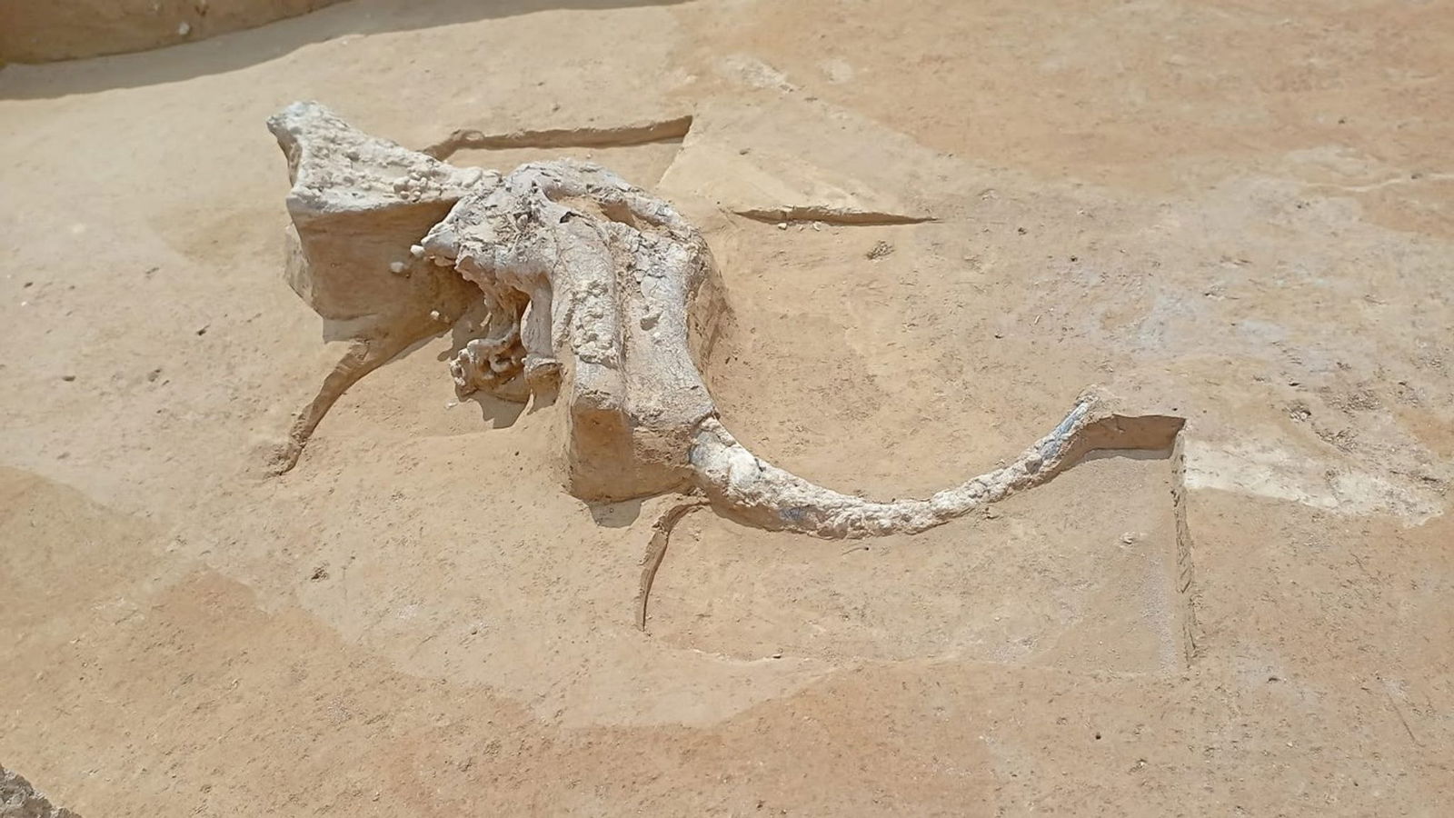 Die weiteren Mammutfunde beim Bau der Stromtrasse «Suedlink» lassen Archäologenherzen höher schlagen.