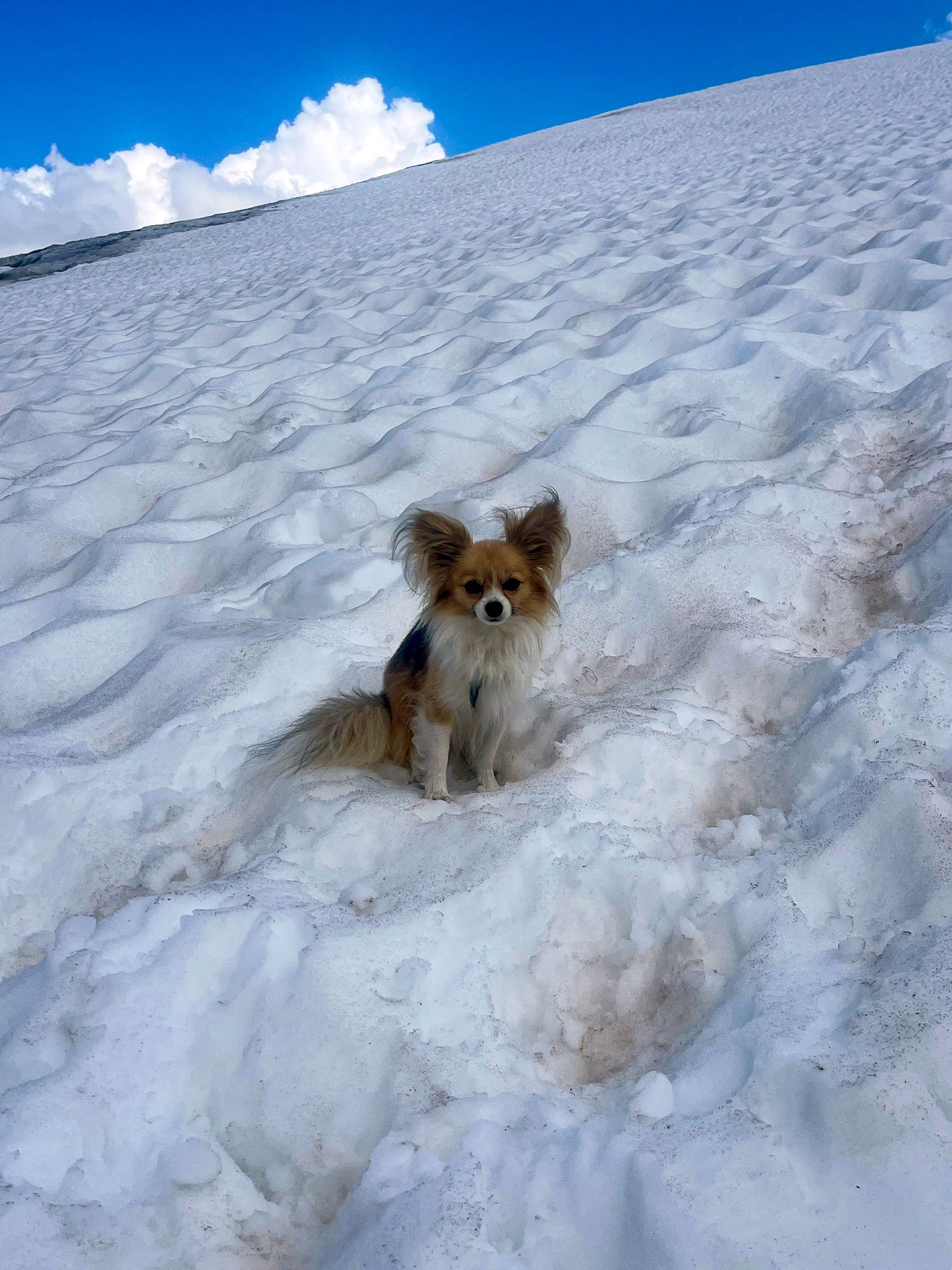 Ein Chihuahua hilft Rettern bei der Bergung seines Herrchens aus einer Gletscherspalte