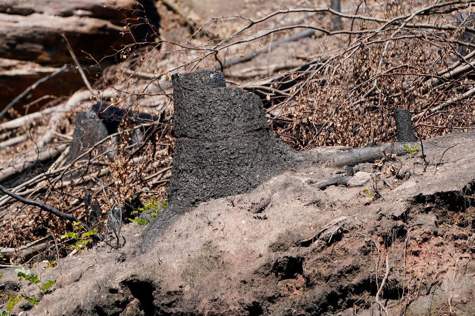 Dürre erhöht die Gefahr von Waldbränden. (Symbolbild)