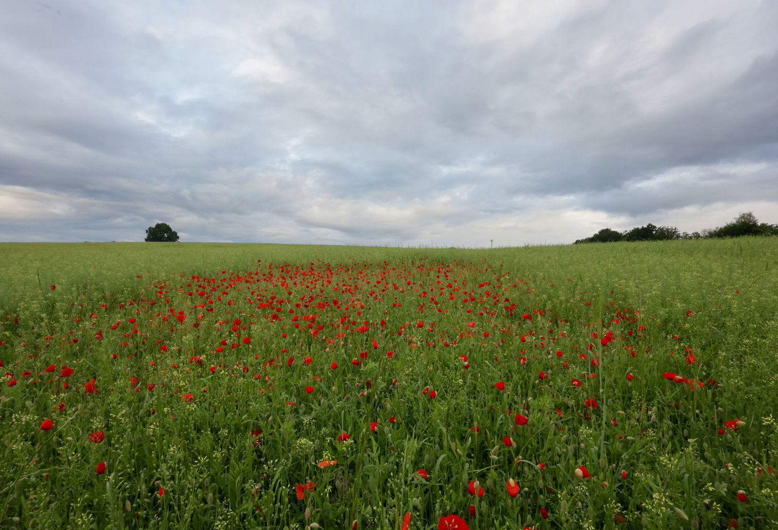 In den kommenden Tagen zeigt sich die Sonne kaum in Rheinland-Pfalz und im Saarland (Symbolbild). 
