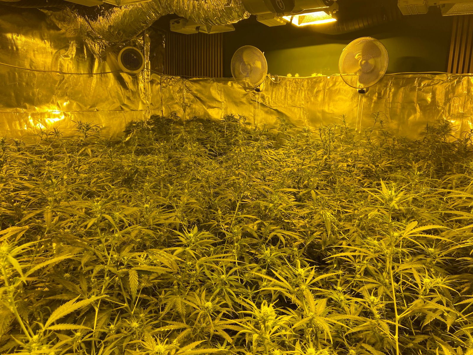 Die Polizei durchsuchte auch von der Gruppierung betriebene Cannabis-Plantagen.