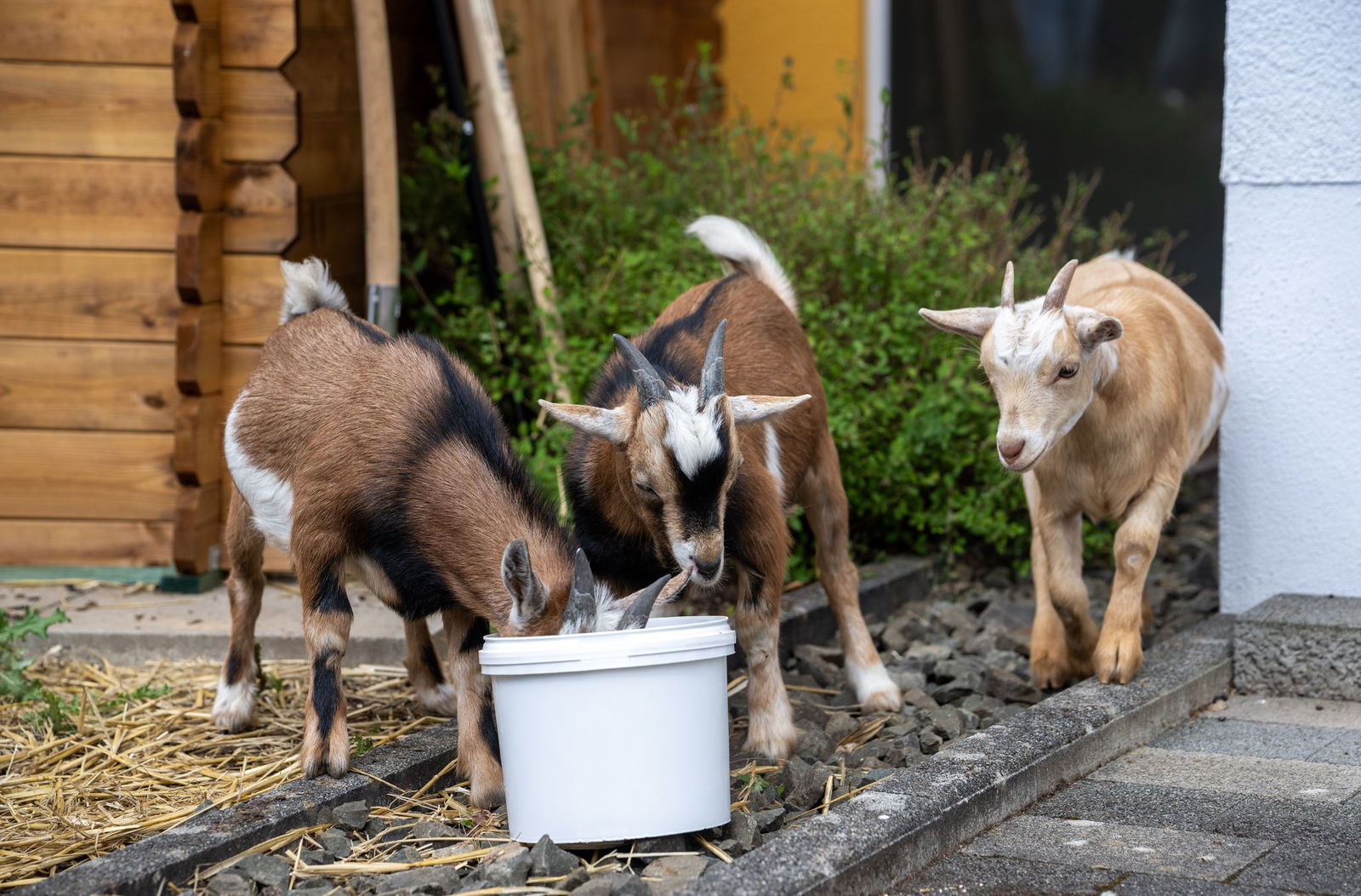 Die Ziegen stammen aus einer Privatzucht in Sachsen. (Archivbild)