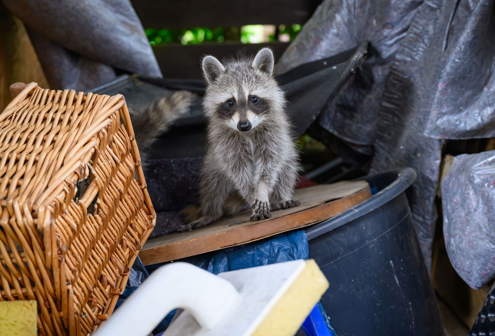 Auch junge Waschbären sollen künftig rund ums Jahr gejagt werden, weil der wachsende Bestand der Tiere andere Arten gefährdet. (Archivbild)