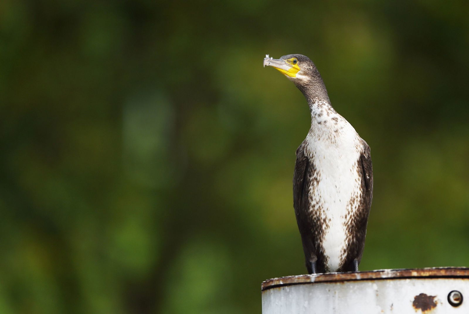 Den fischfressenden Vögel sind die natürlichen Feinde der Rotaugen. (Archivbild)  