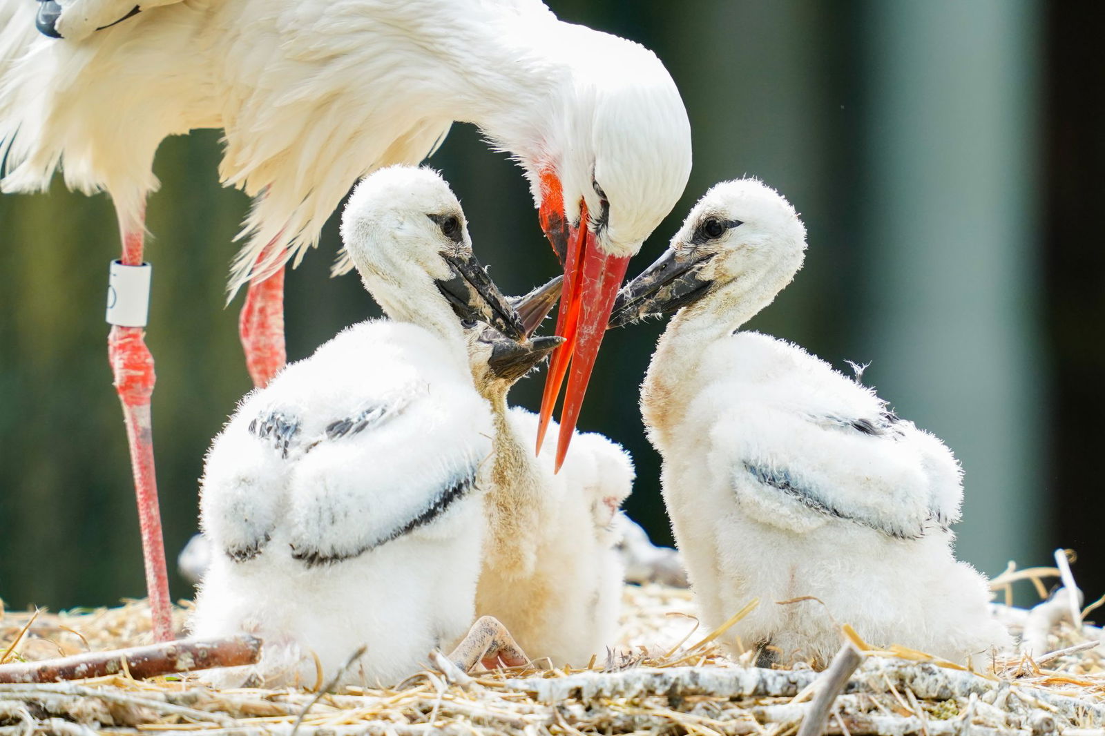 Die andauernde Trockenheit hat bei Störchen regional zu Nahrungsengpässen geführt. (Archivfoto)