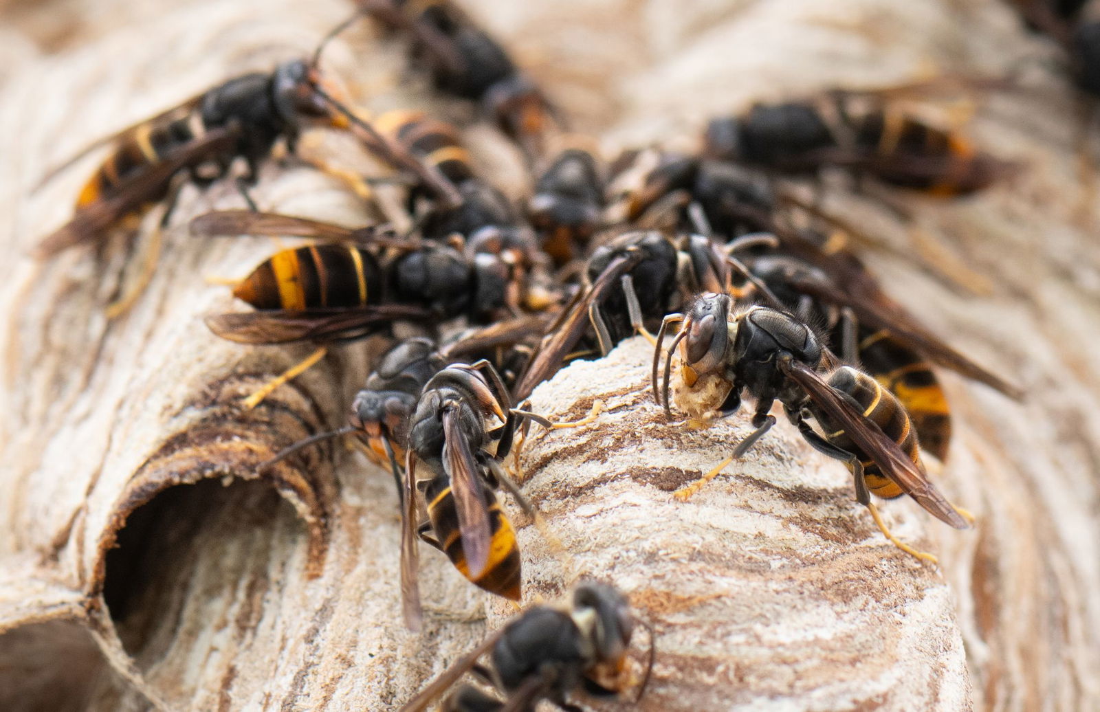 Die asiatische Hornisse breitet sich seit Jahren auch in Europa aus. (Archivbild)