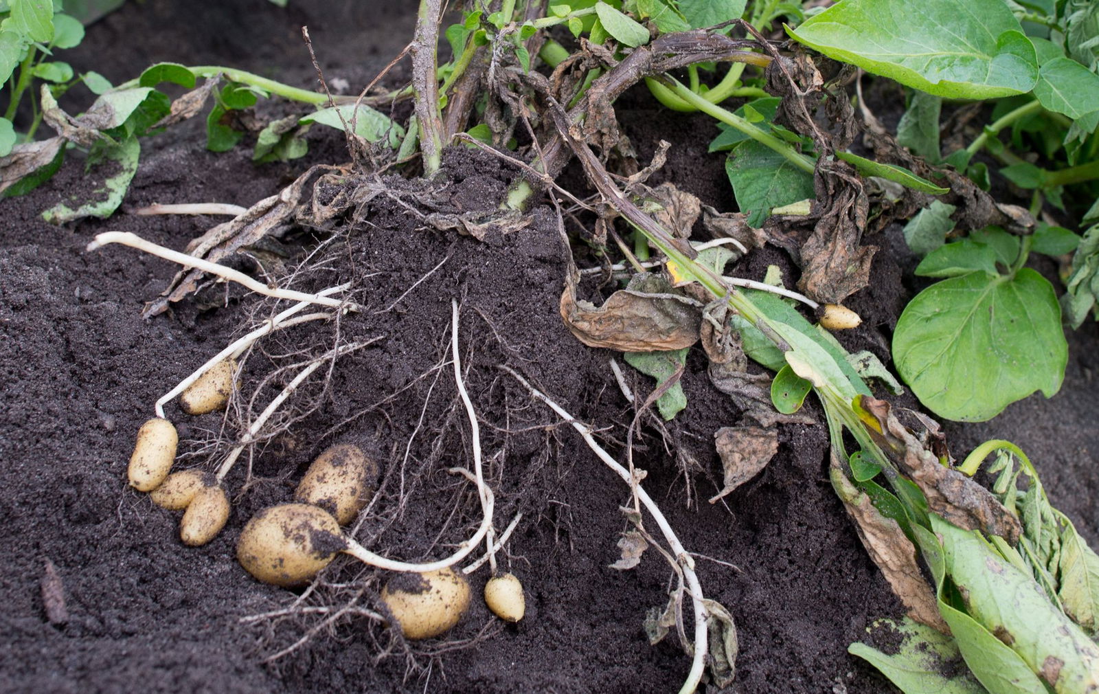 Kartoffeln sind von Krautfäule bedroht. (Archivfoto)