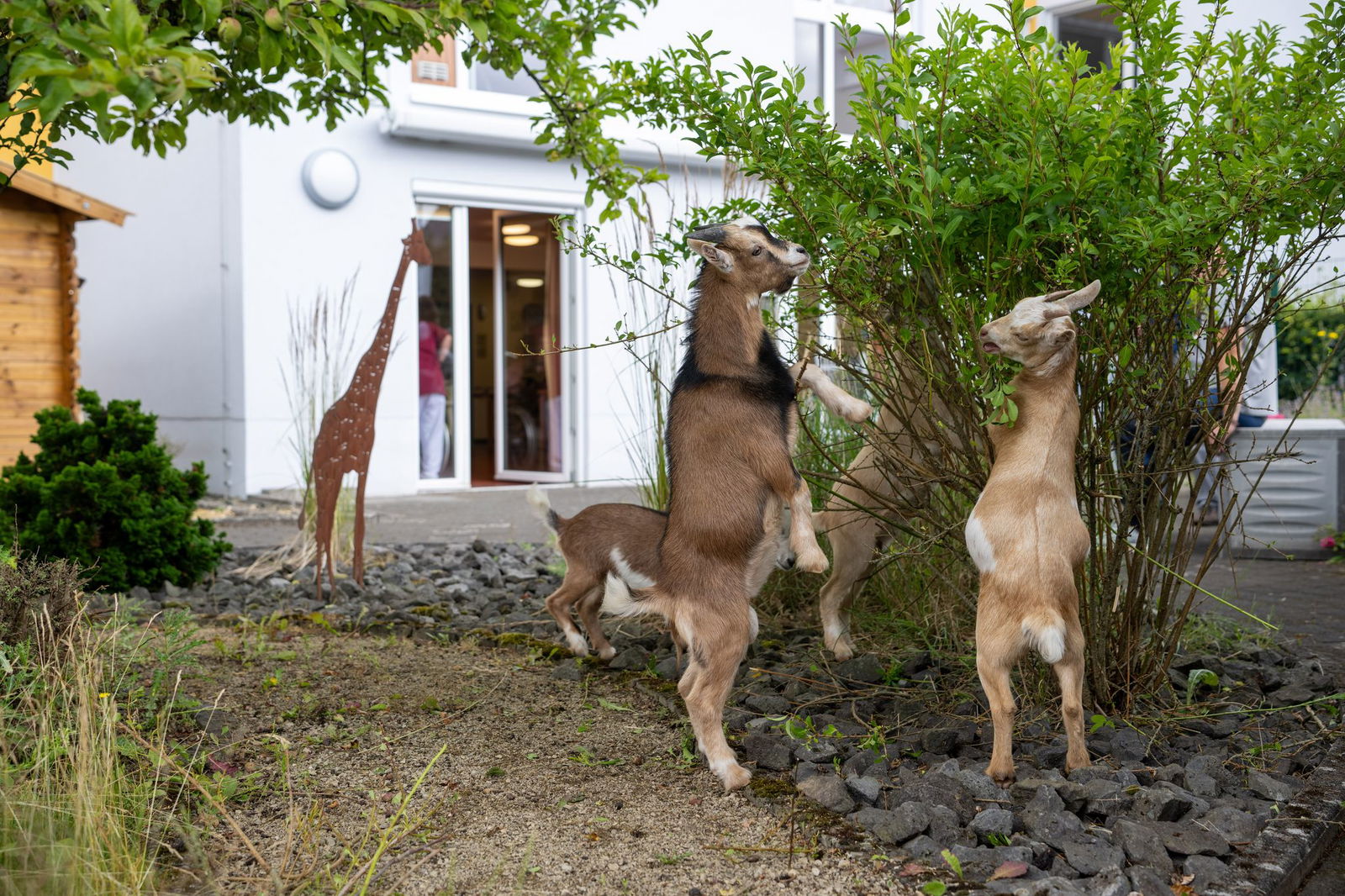 Etliche Bewohner beobachten die Zwergziegen auch vom Fenster aus. (Archivbild)