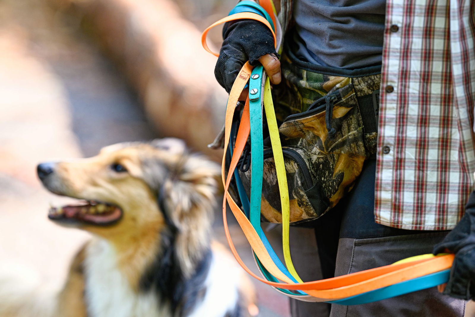 Bei einem Zweithund aus derselben Familie gibt es bei der Dogwalkerin 20 Prozent Rabatt.