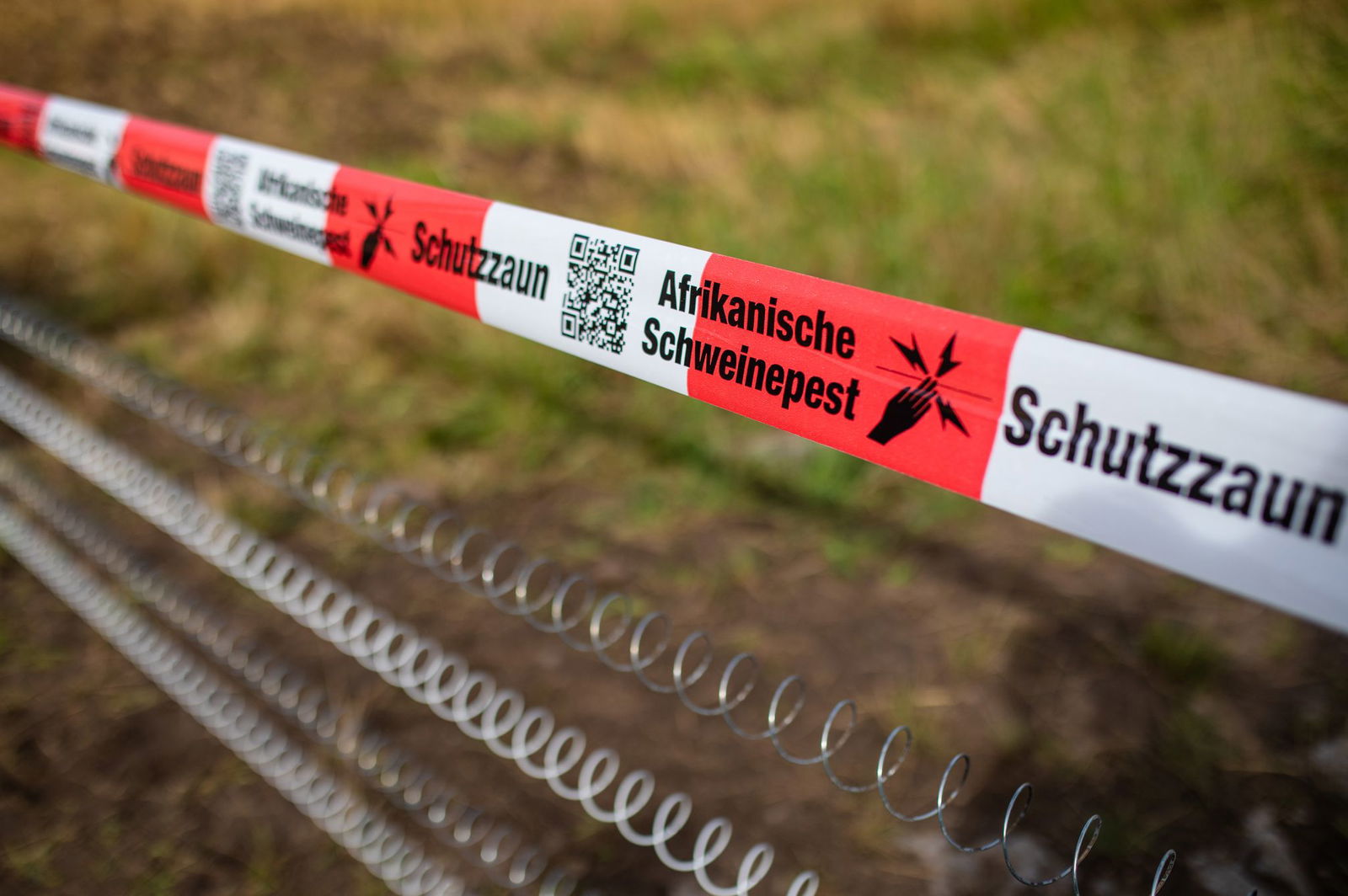 Die Schutzzäune gegen die Ausbreitung der Afrikanischen Schweinepest werden vielfach beschäftigt und zerstört. (Archivbild)