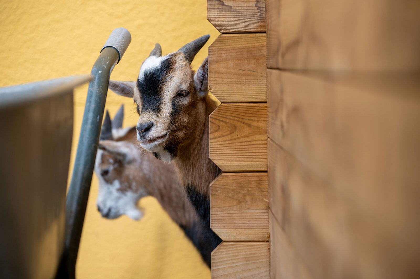 Die neuen tierischen Bewohner sorgen im Heim für reichlich Gesprächsstoff (Archivbild)