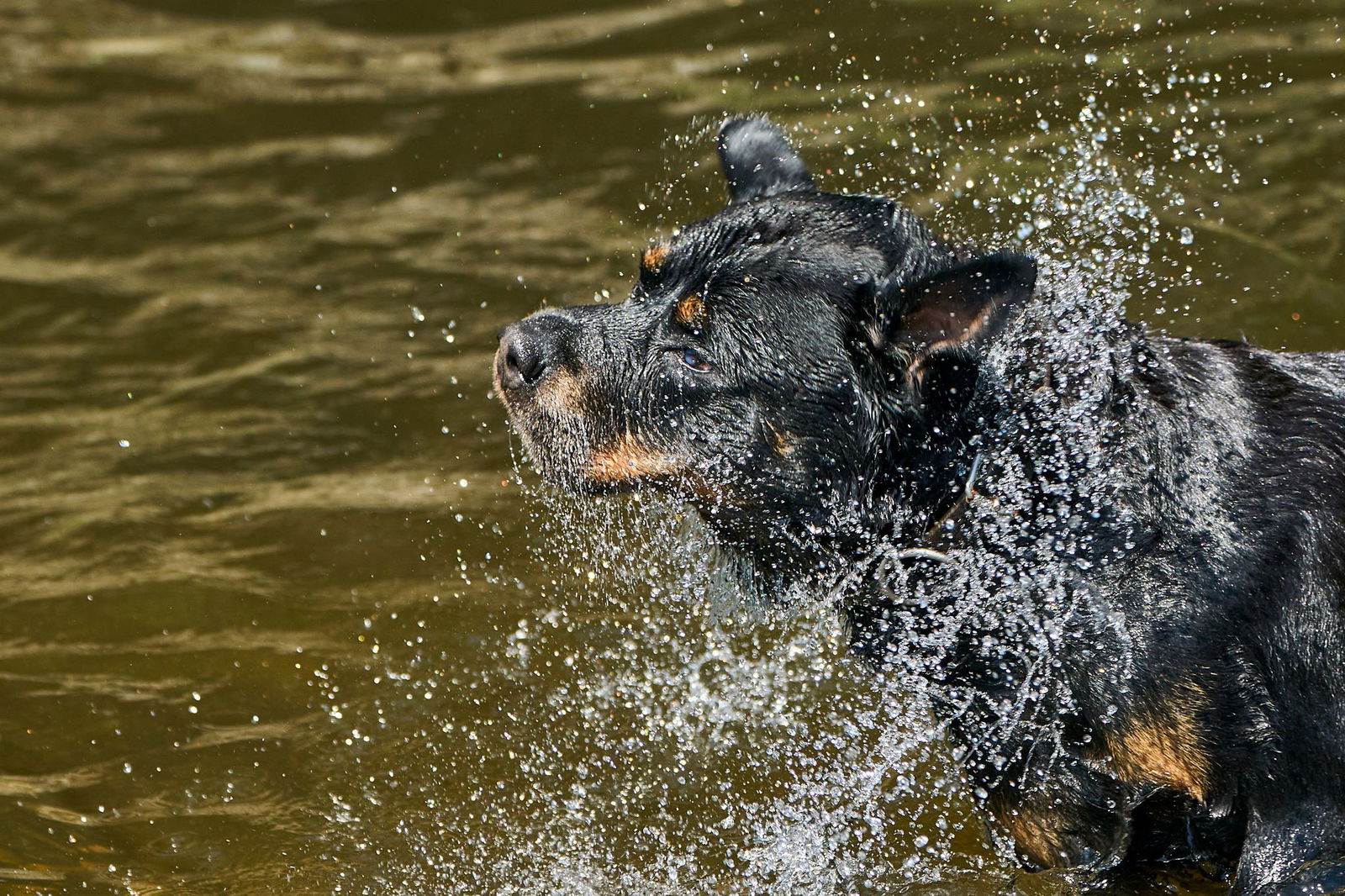 Auch für den Rottweiler ist ein Bad im Wasser bei den Temperaturen angenehm.