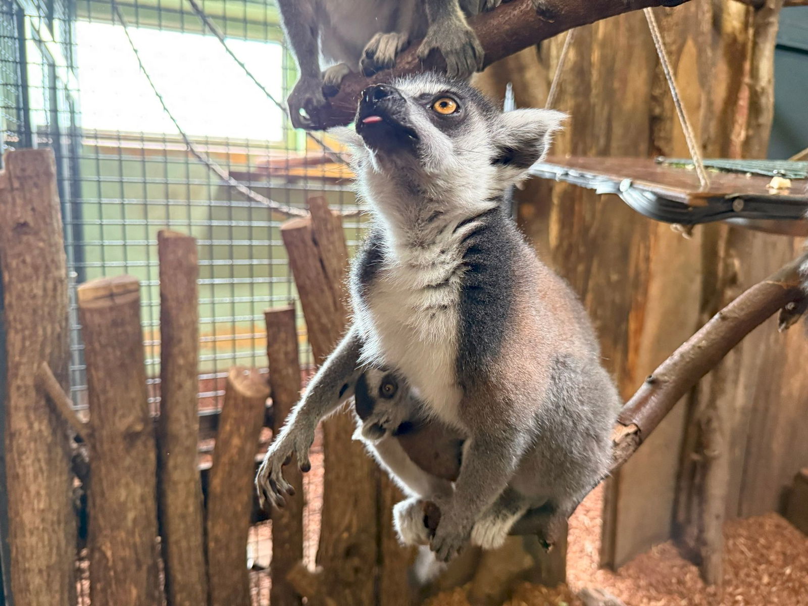 Der Katta-Nachwuchs klammert sich an das Bein seiner Mutter.