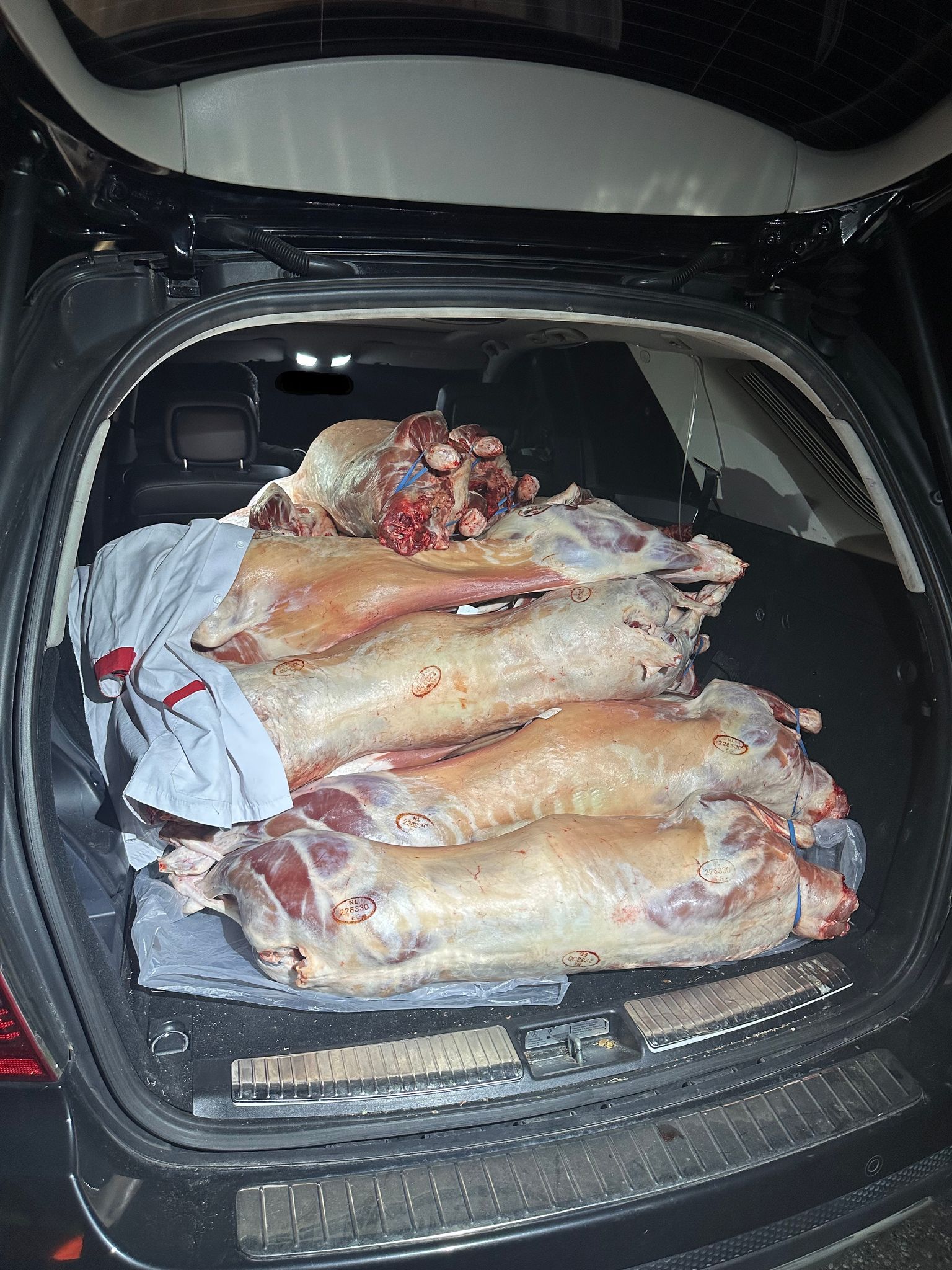 Das Fleisch von 20 geschlachteten Lämmer lag ungekühlt in dem Auto. (Handout)