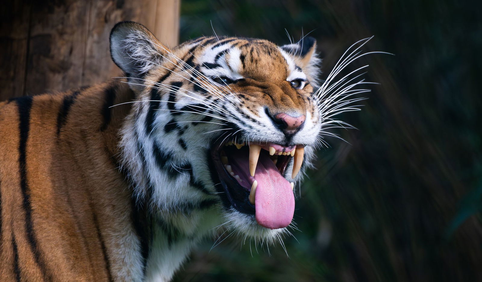 Ein Zeichen der Zuneigung? Dieser Sibirische Tiger präsentiert seine lange Zunge. (Symbolbild)