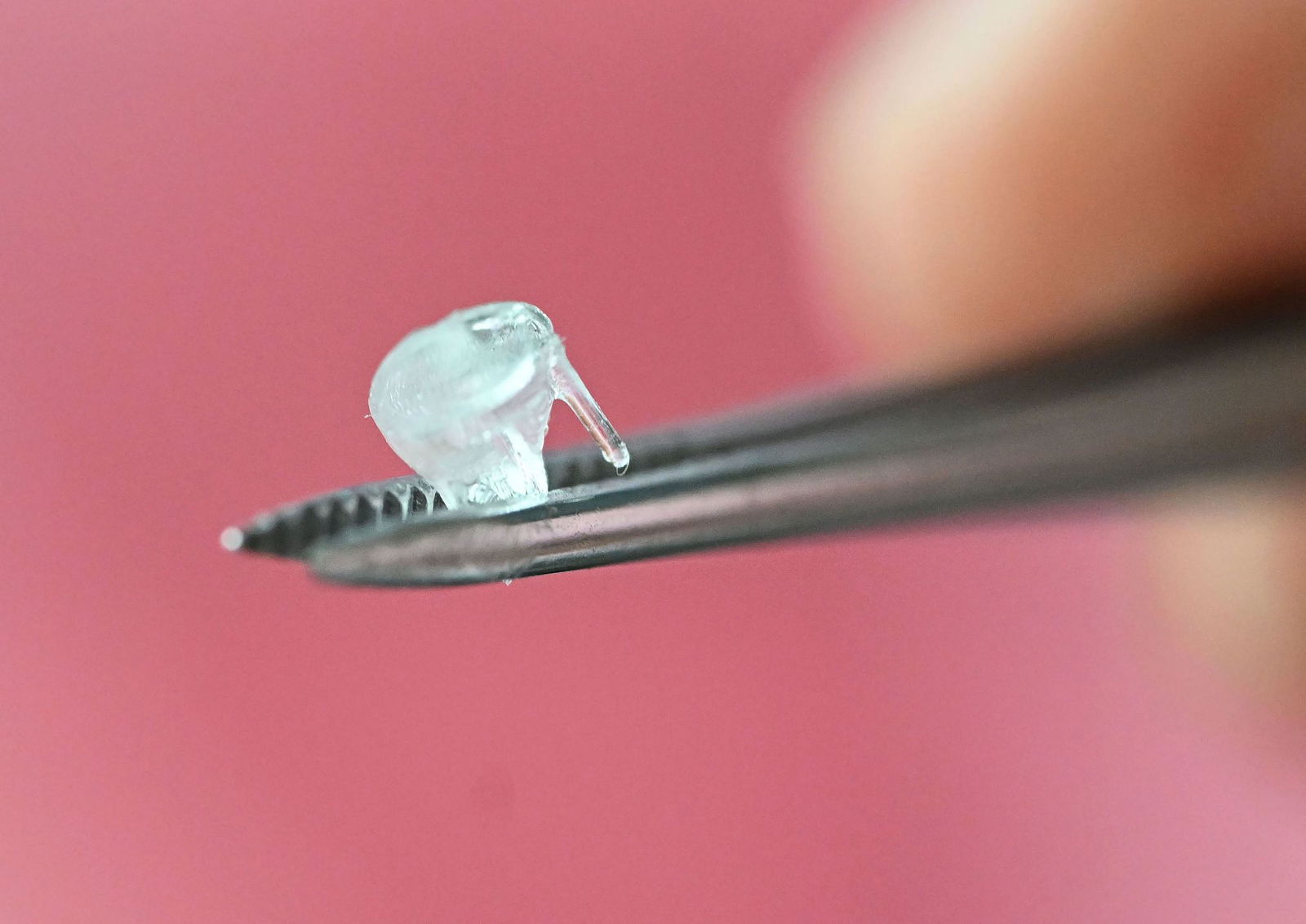 Selbst mit einer Pinzette sind die 3D-gedruckten Baby-Herzklappen kaum zu fassen.